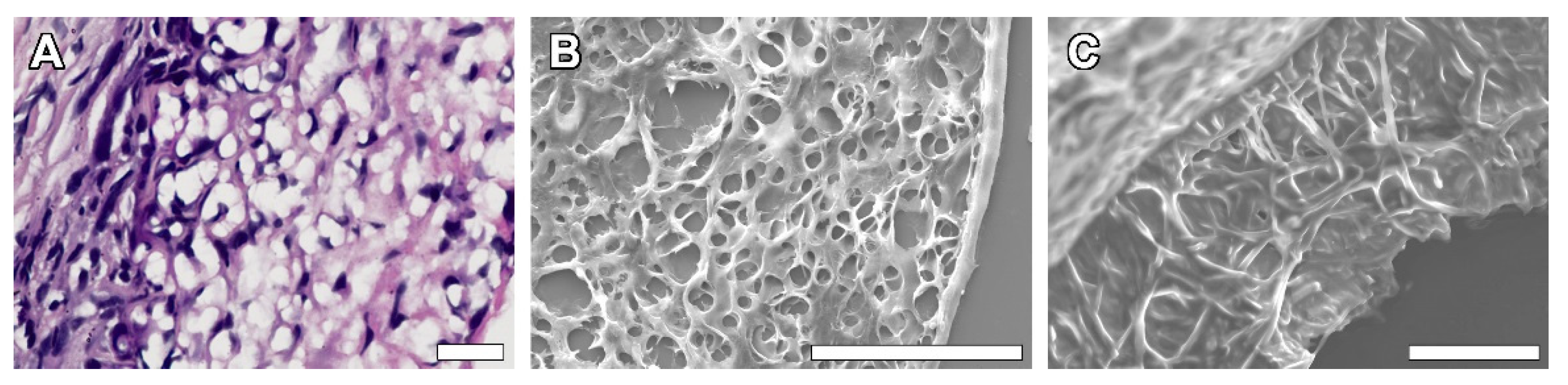 Polymers 14 03313 g009