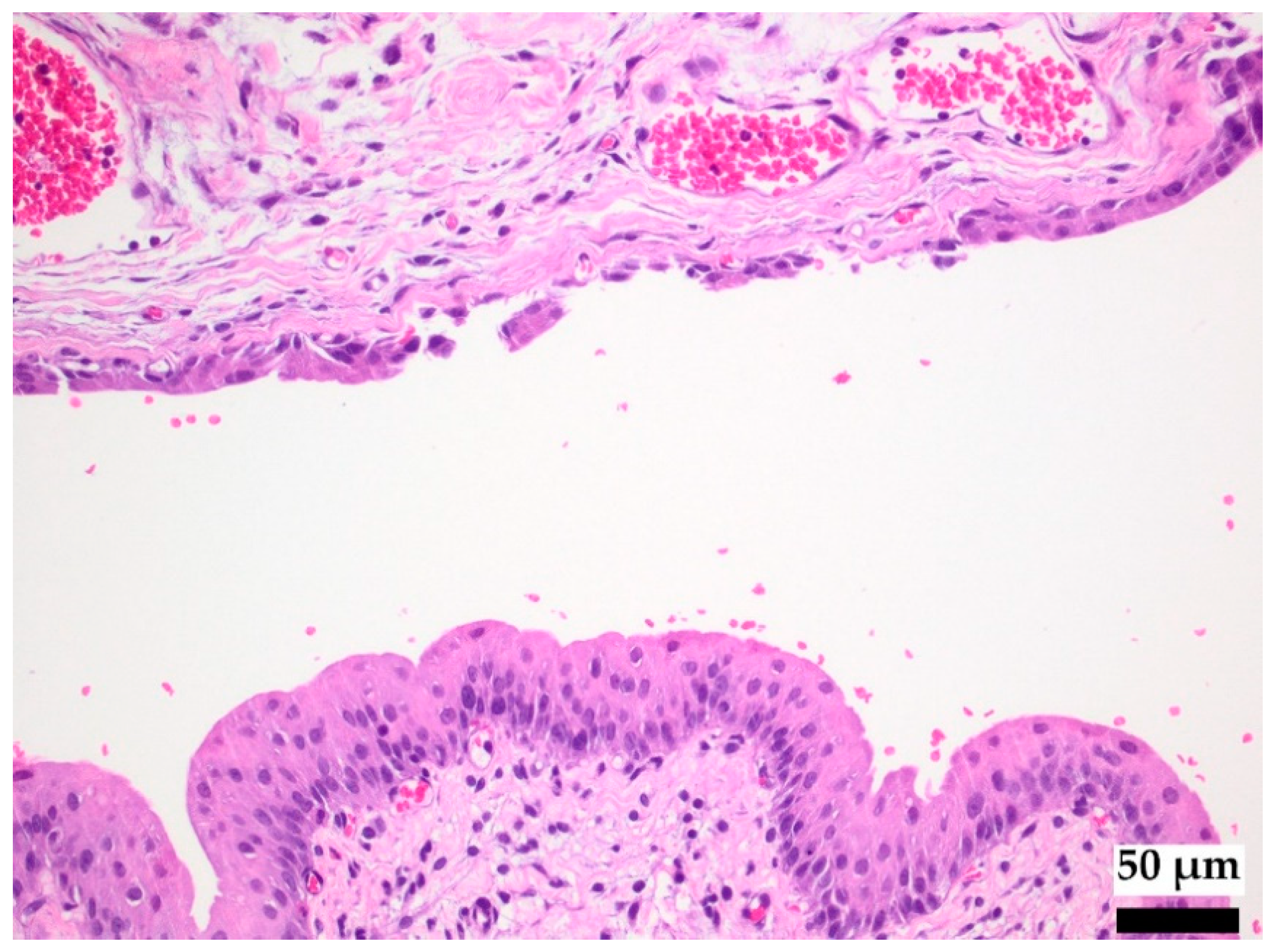 Polymers 14 03324 g005