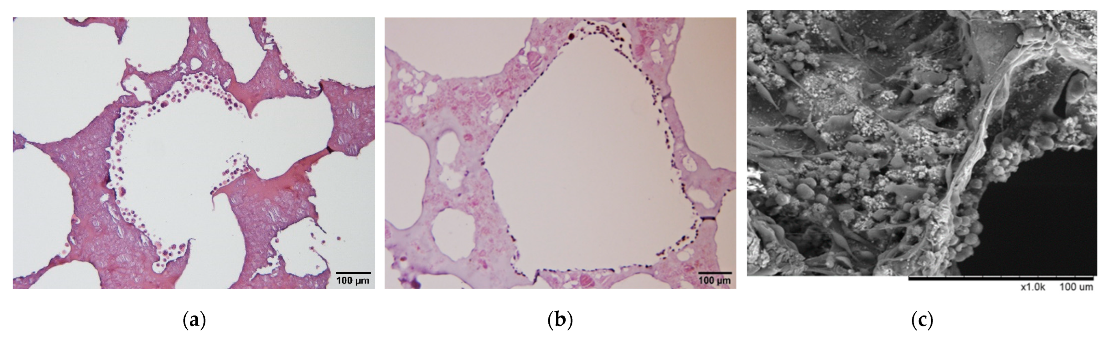 Polymers 14 03340 g005a