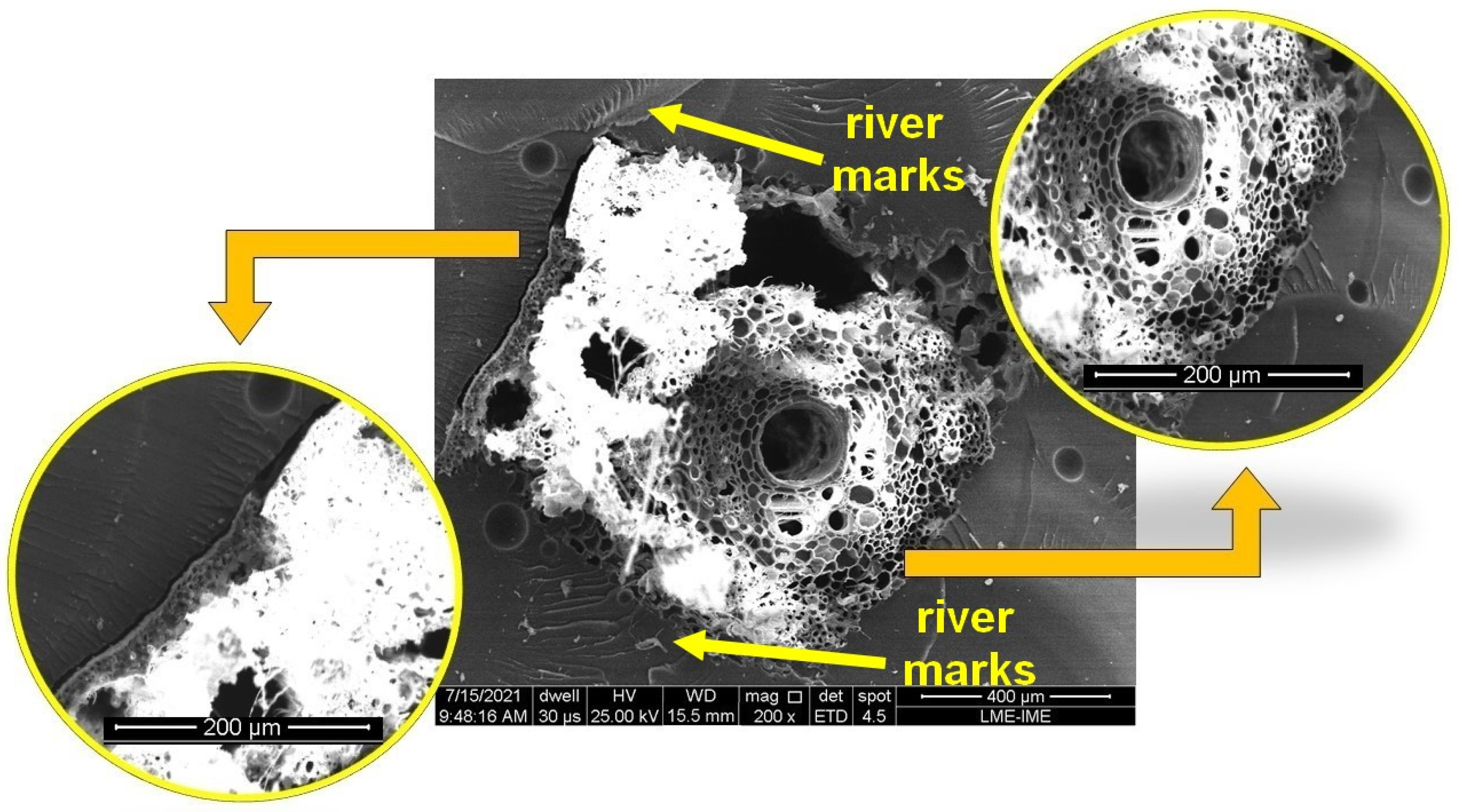 Polymers 14 03348 g006 550