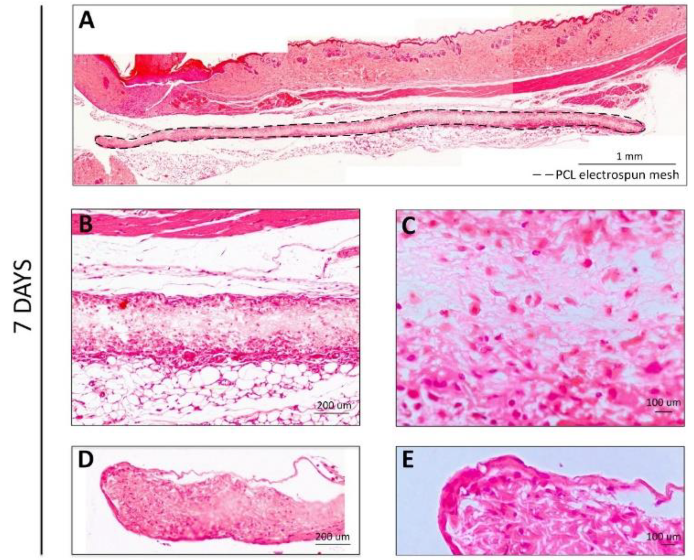 Polymers 14 03397 g003