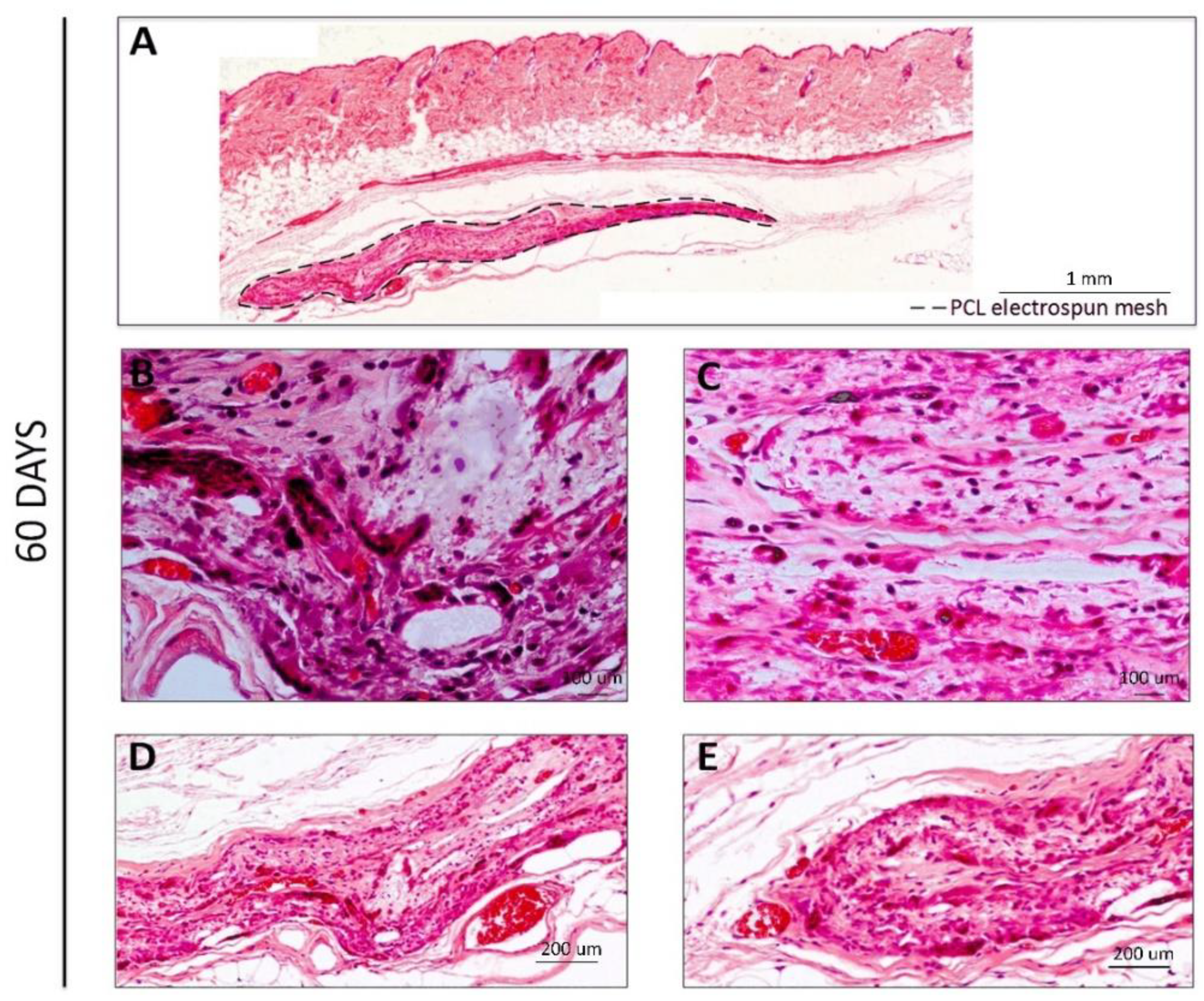 Polymers 14 03397 g004