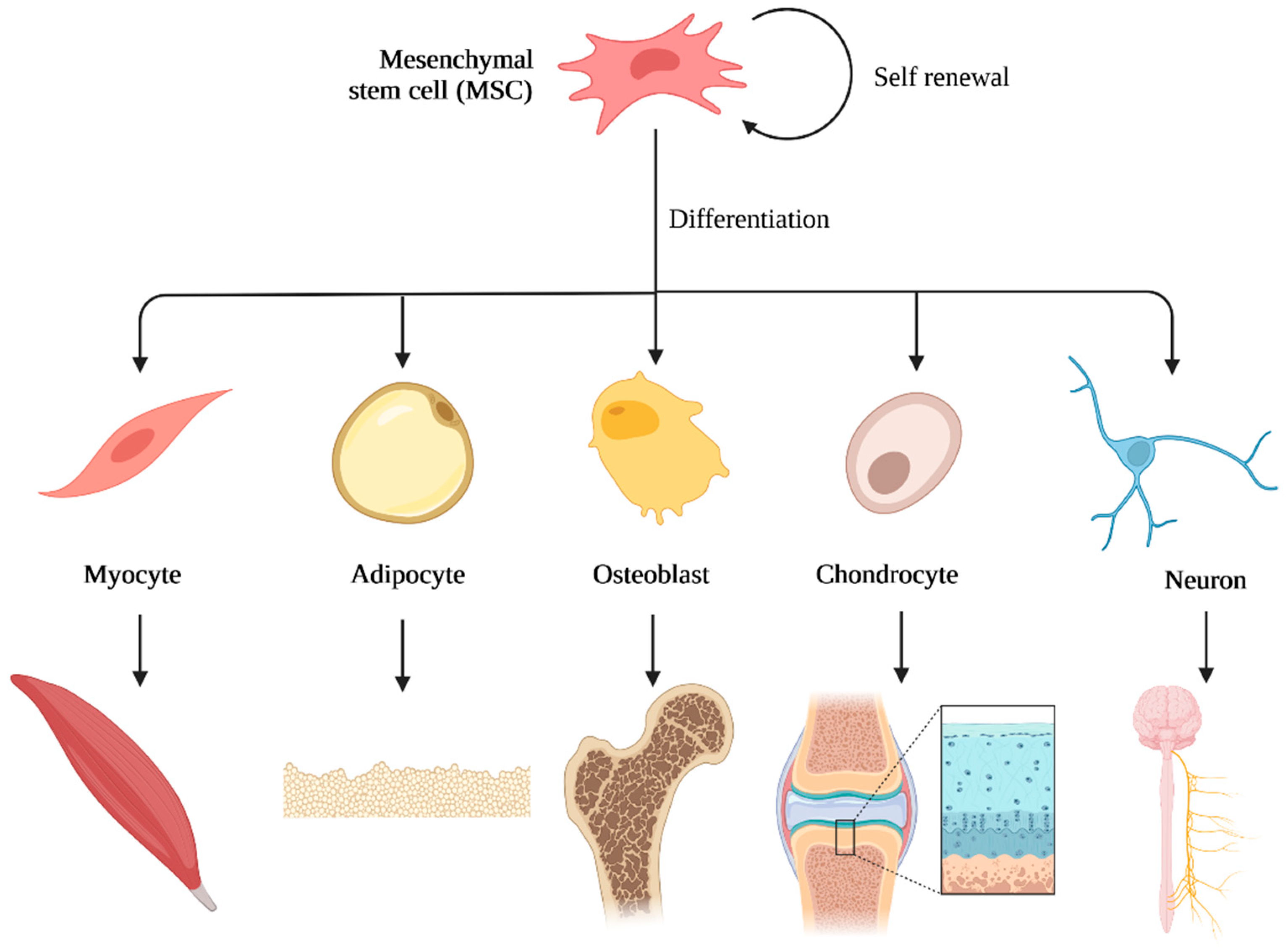 Polymers 14 03430 g007 550
