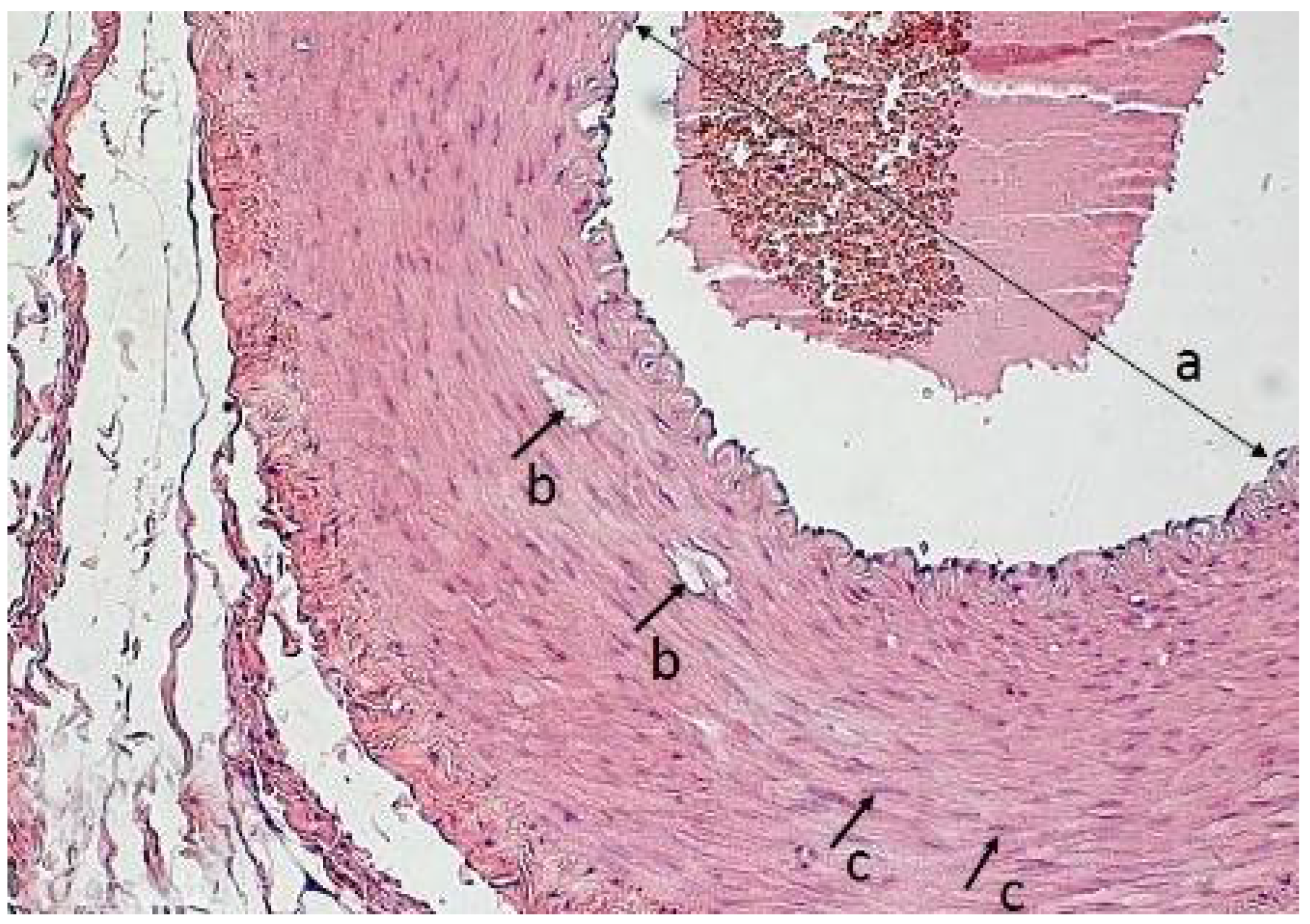 Polymers 14 03431 g014