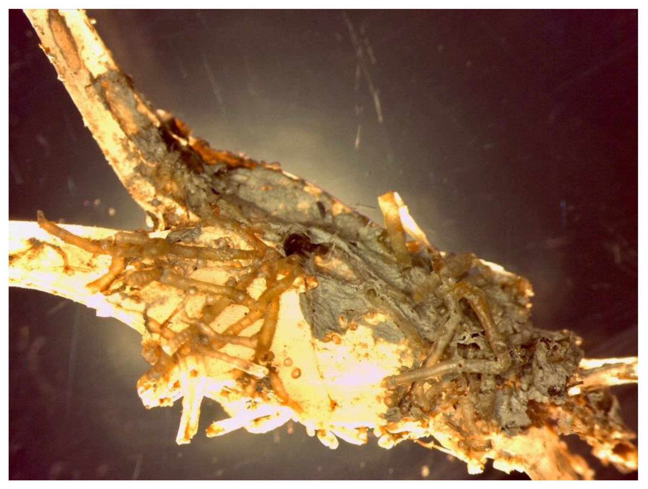 Polymers 14 03469 g004 550