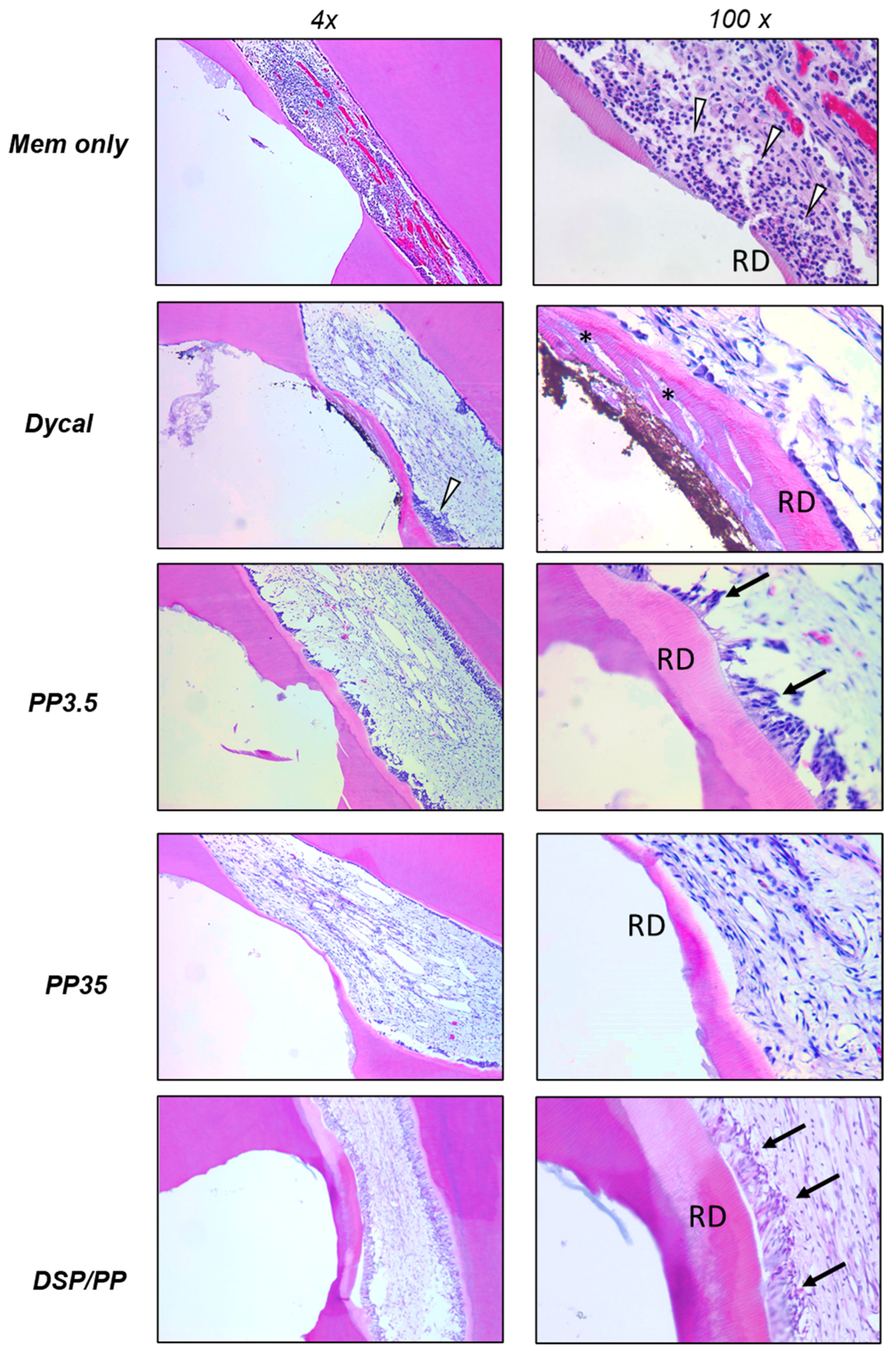 Polymers 14 03656 g006 550