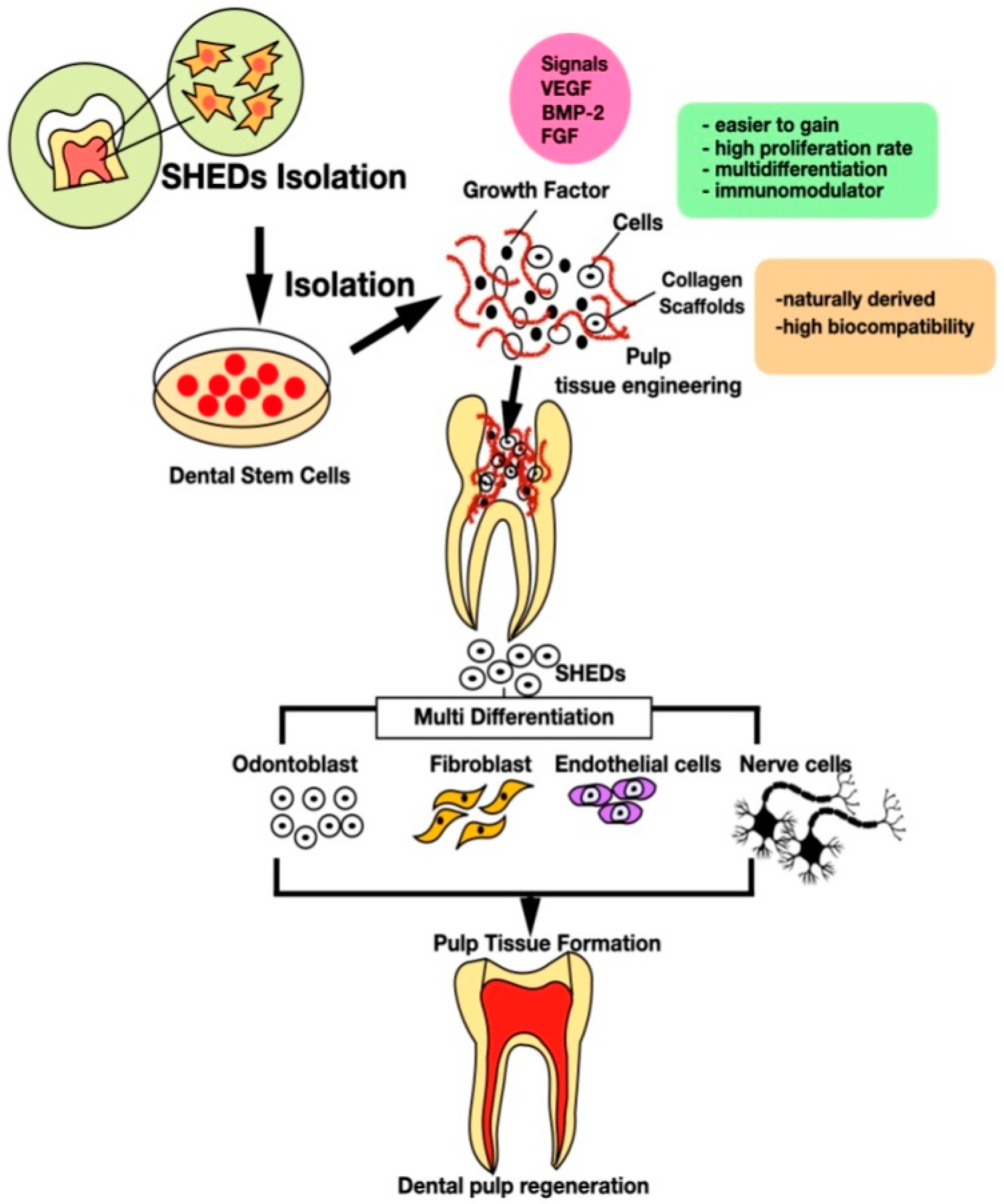 Tissue Engineering with Stem Cell from ... Biology Diagrams