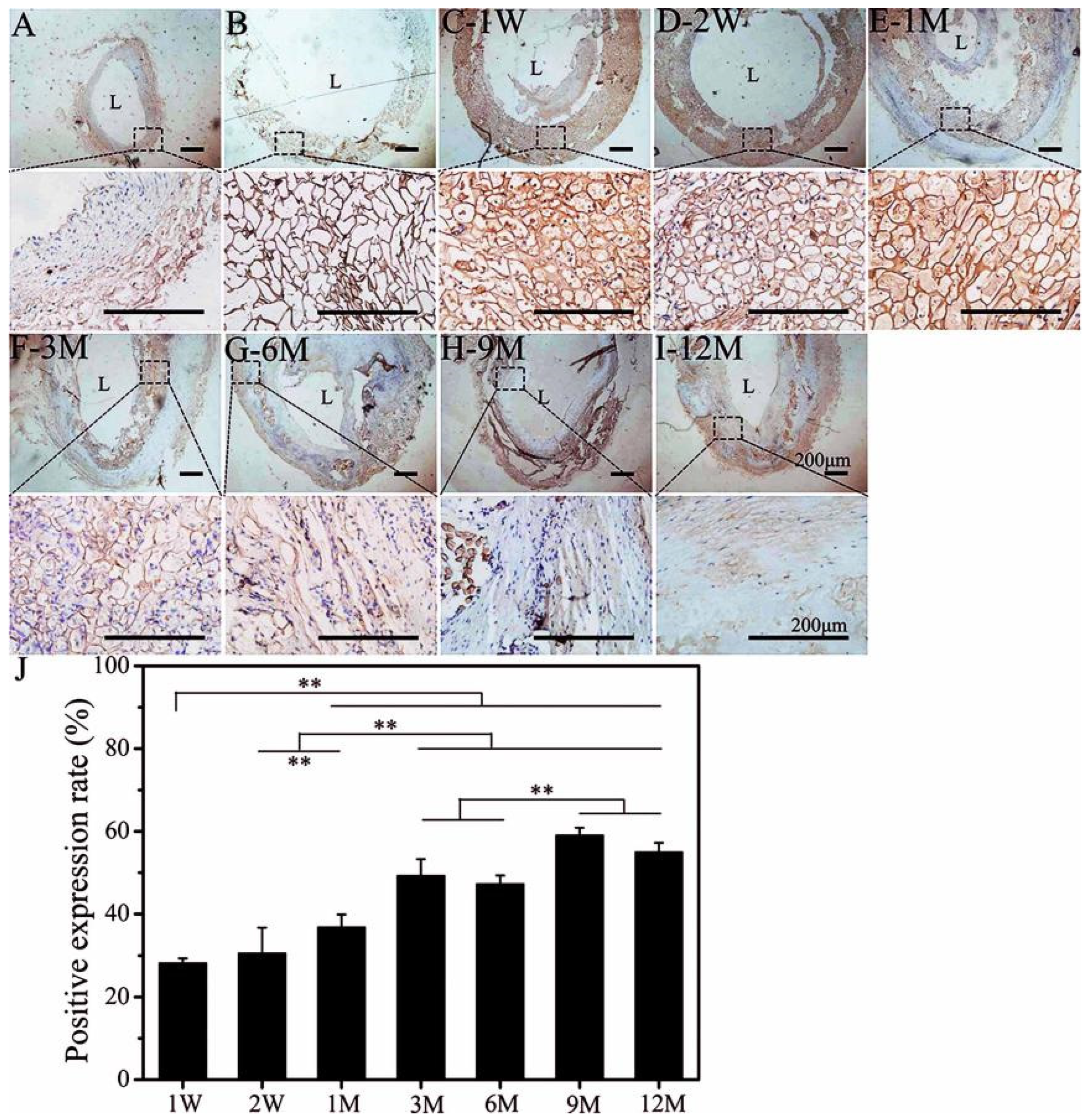 Polymers 14 03754 g003