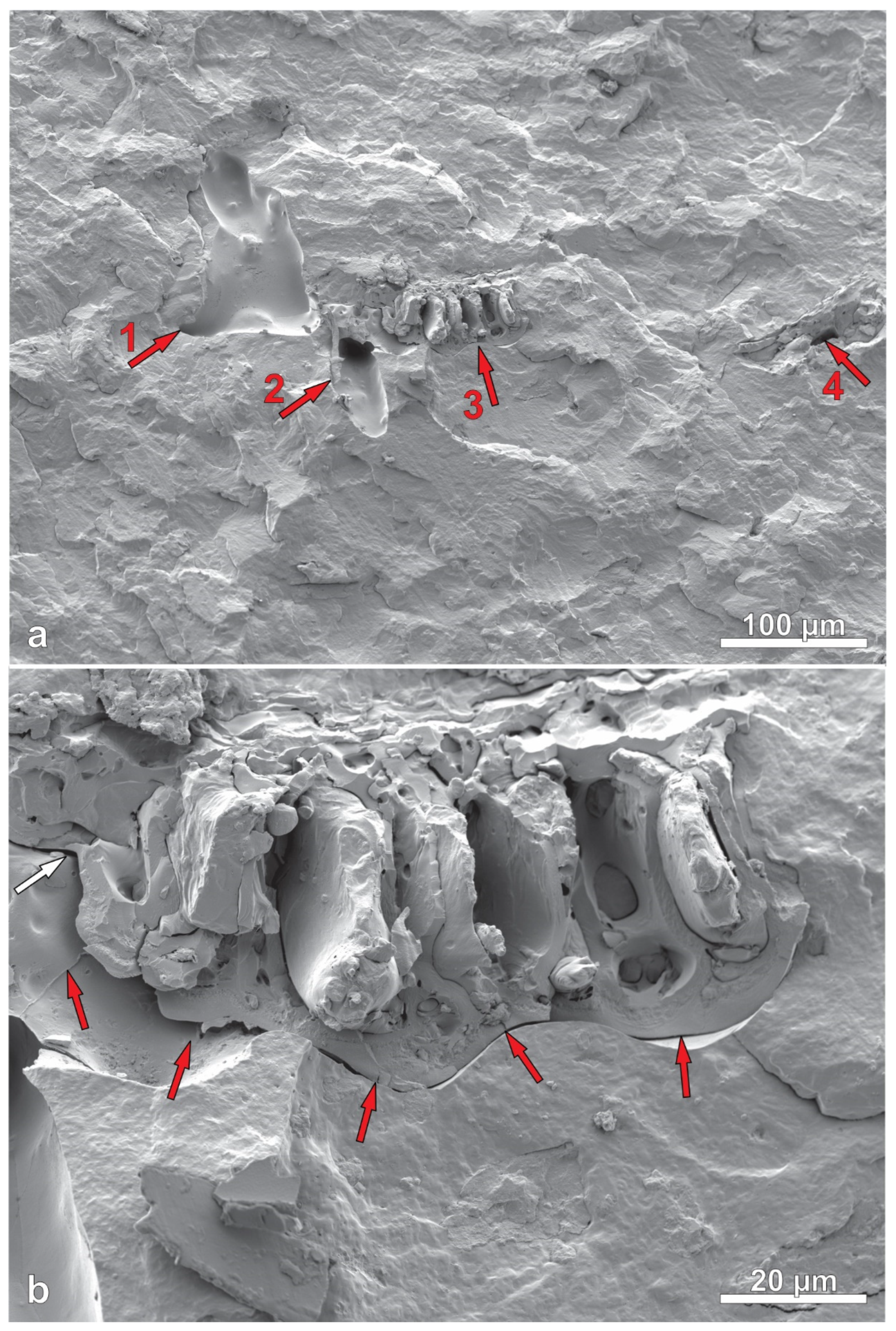 Polymers 14 03882 g012