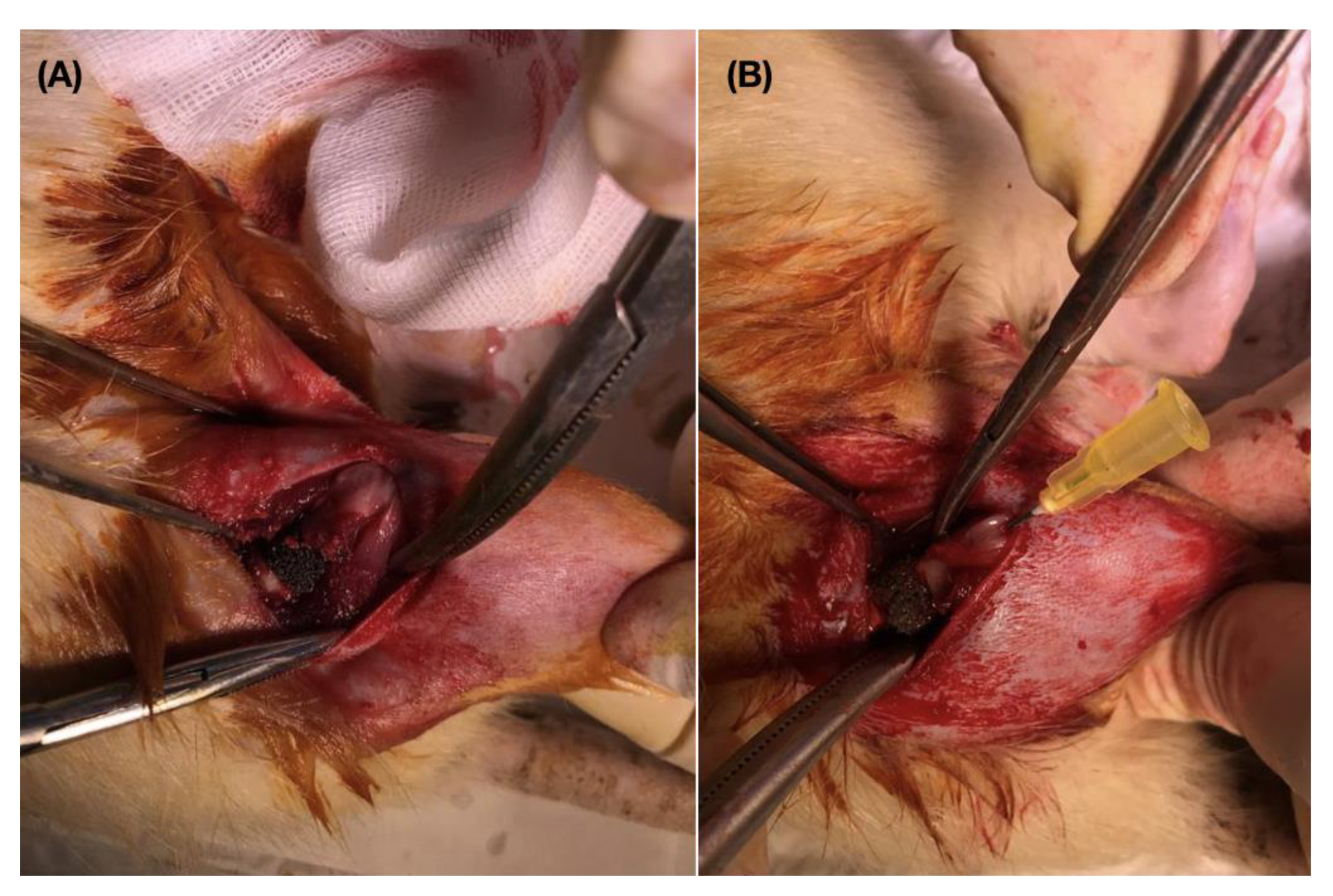 Polymers 14 03898 g001