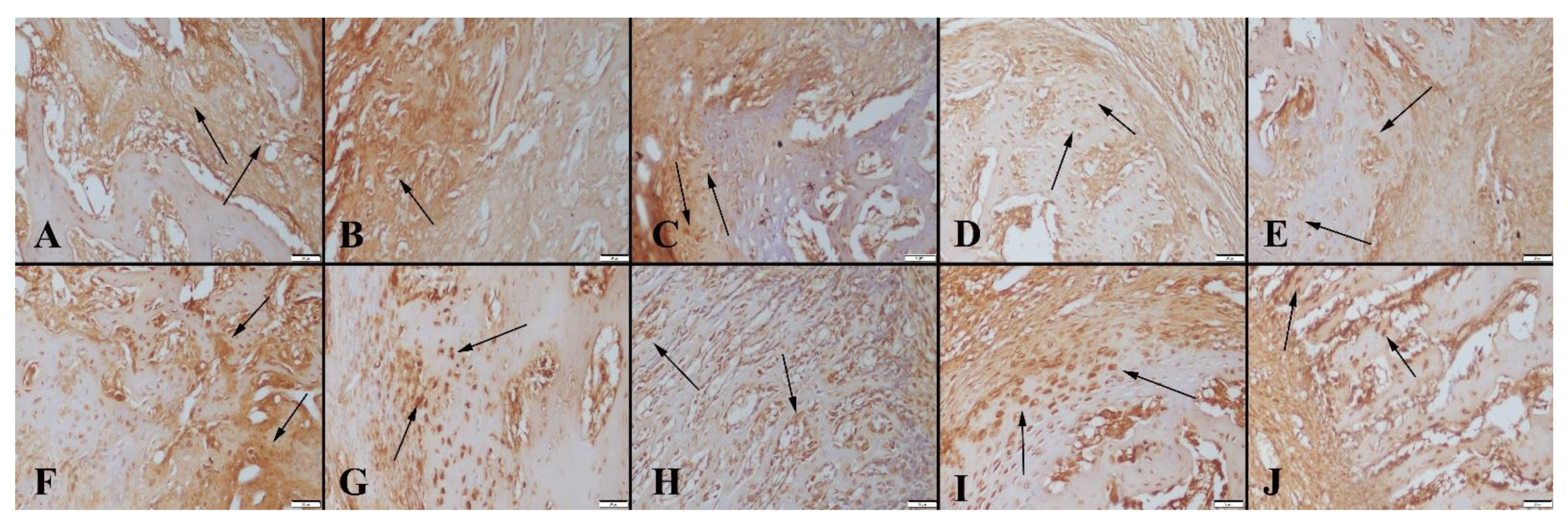 Polymers 14 03898 g011