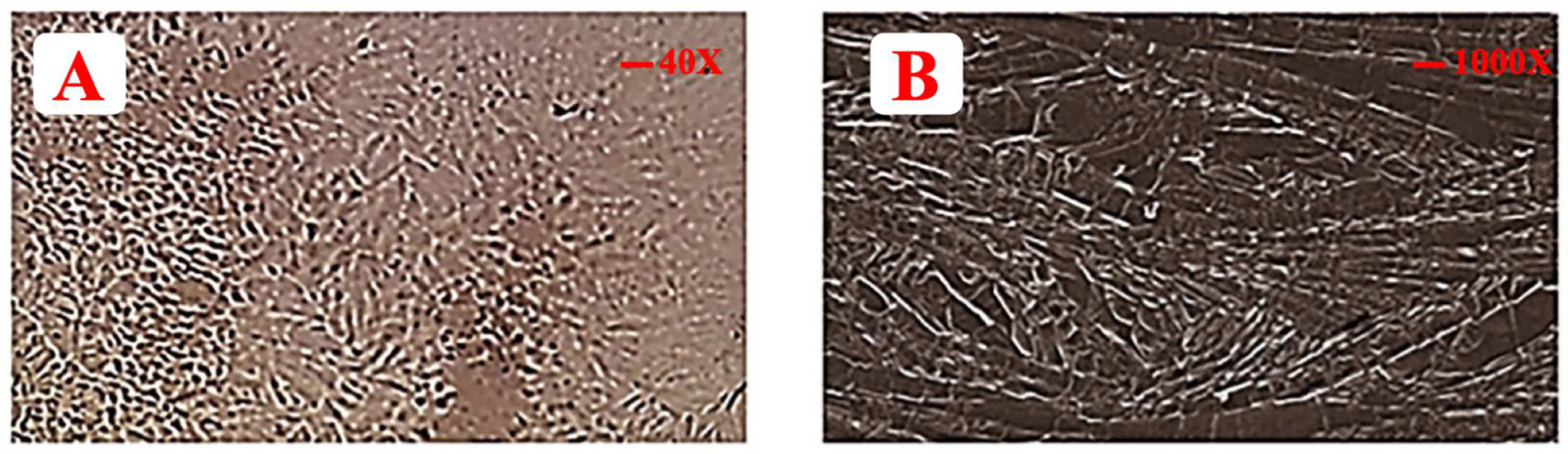 Polymers 14 03981 g004 Polymers 14 03981 g004