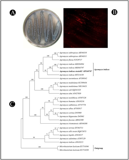 Polymers Free Full Text Polyhydroxybutyrate Phb Based Biodegradable Polymer From Agromyces Indicus Enhanced Production Characterization And Optimization Html Polymers Free Full Text Polyhydroxybutyrate Phb Based Biodegradable Polymer From Agromyces Indicus Enhanced Production Characterization And Optimization Html