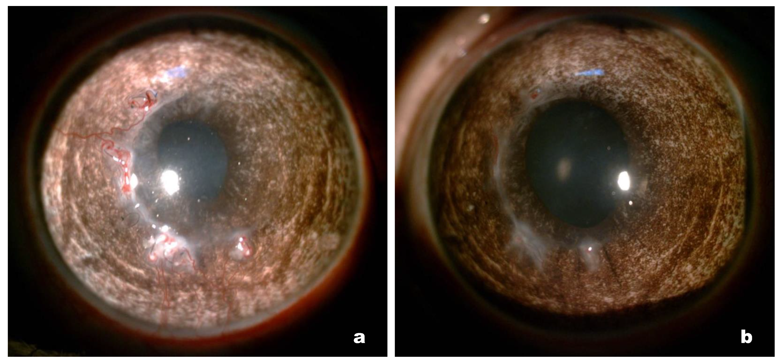 Polymers 14 04017 g004