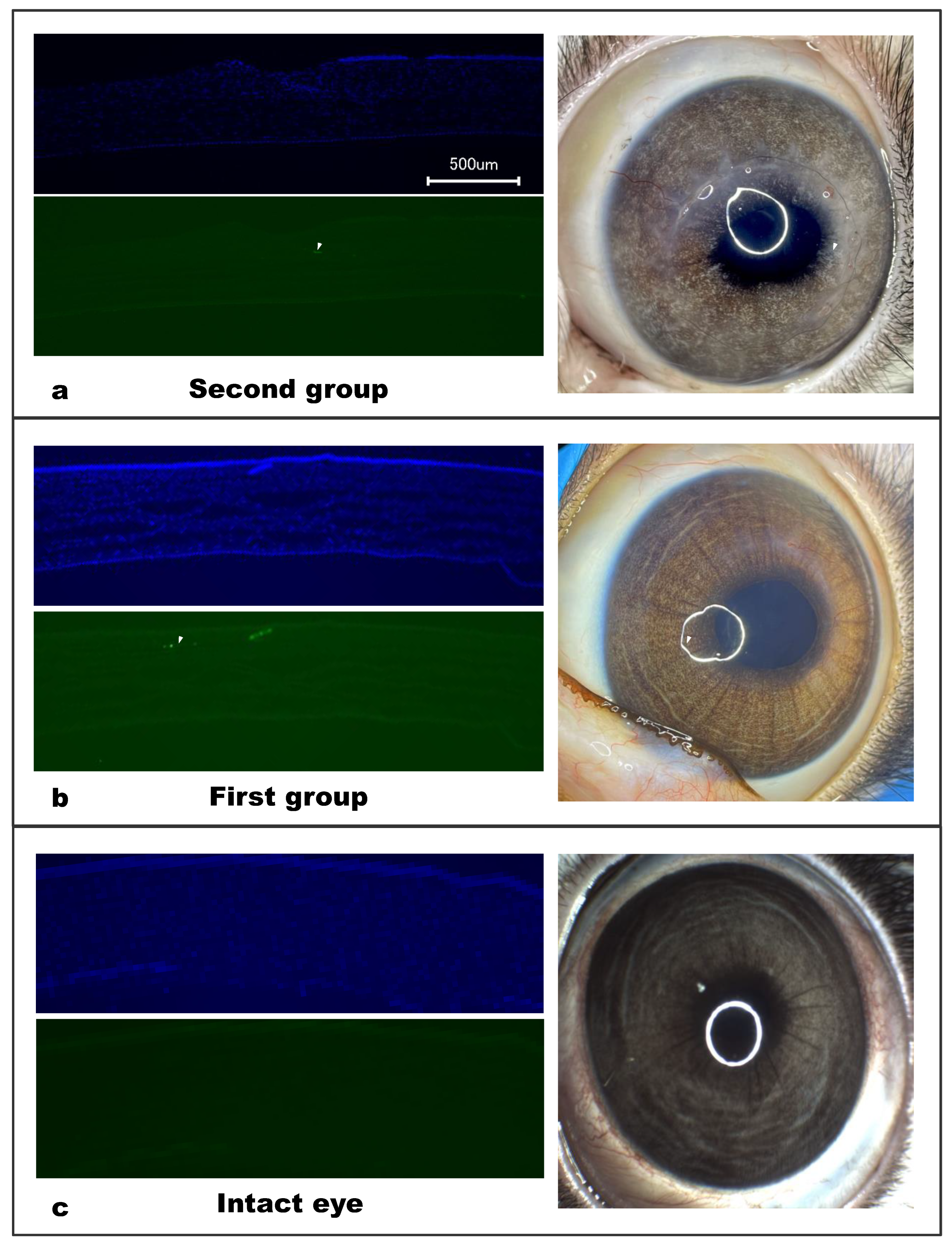 Polymers 14 04017 g007