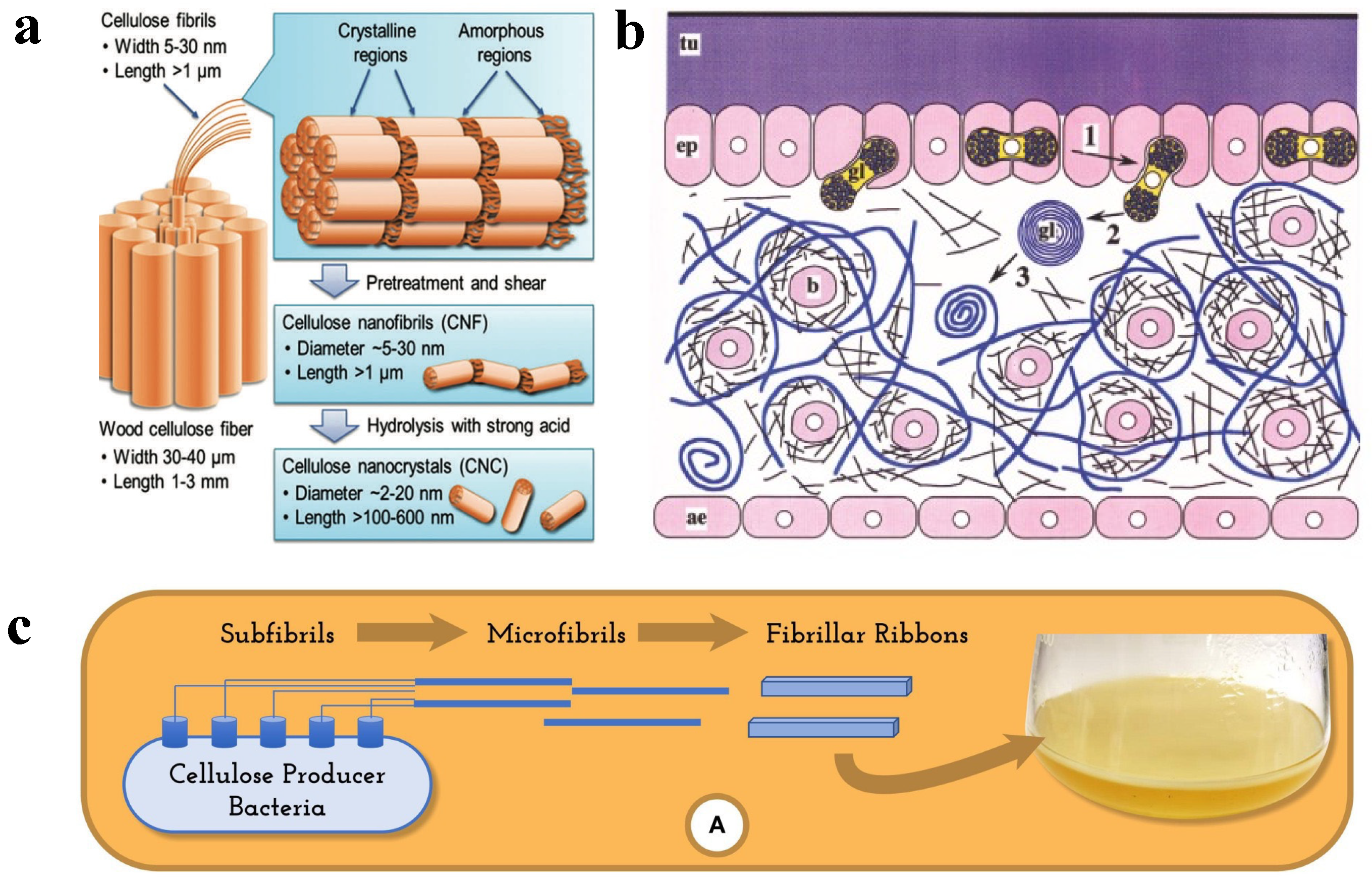 Polymers 14 04025 g002