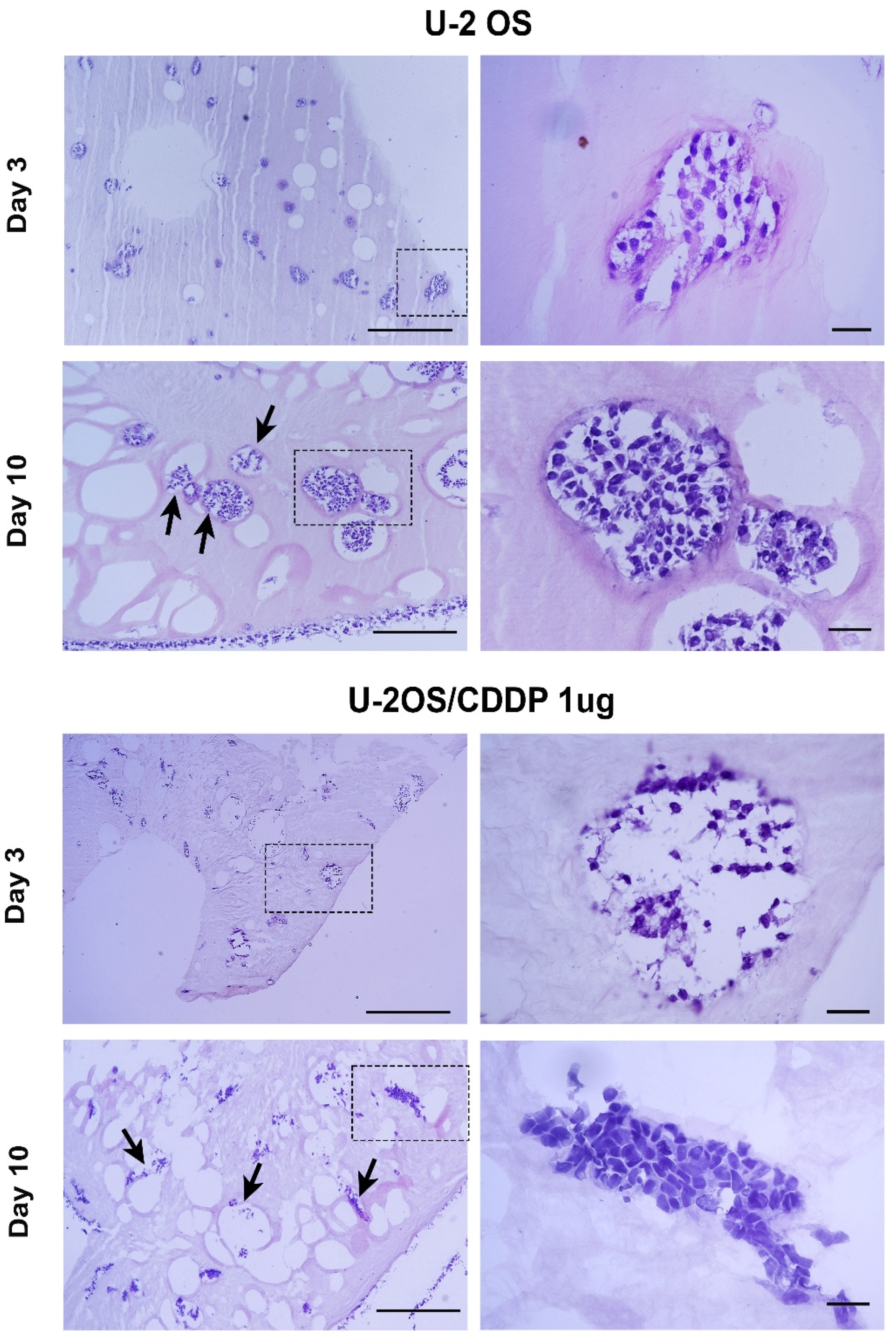 Polymers 14 04070 g004