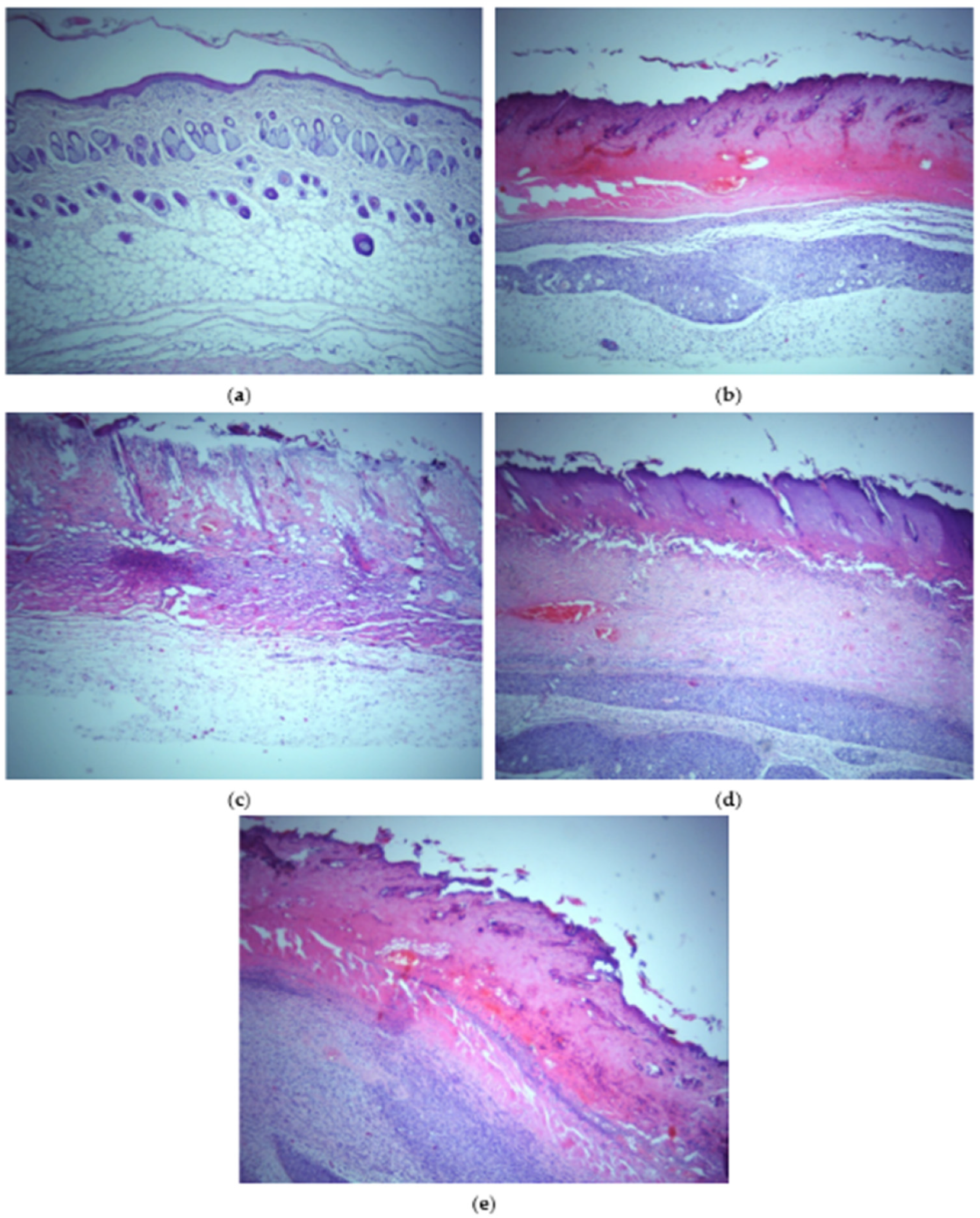 Polymers 14 04091 g011
