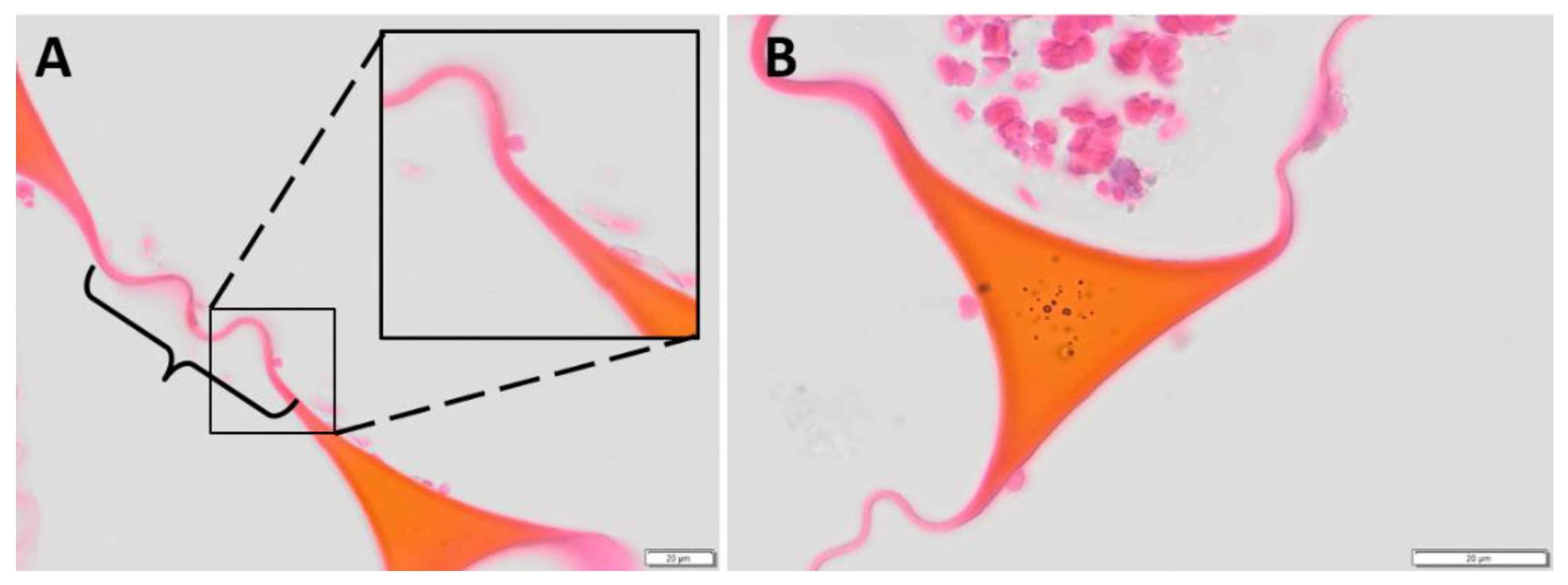 Polymers 14 04122 g003