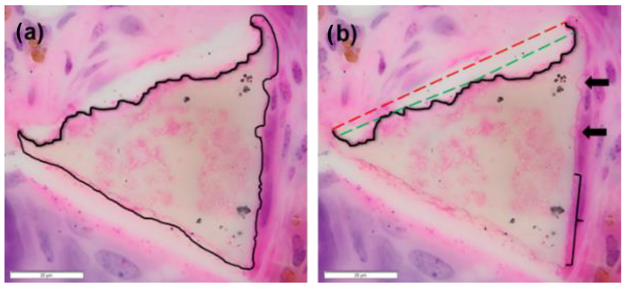Polymers 14 04122 g006