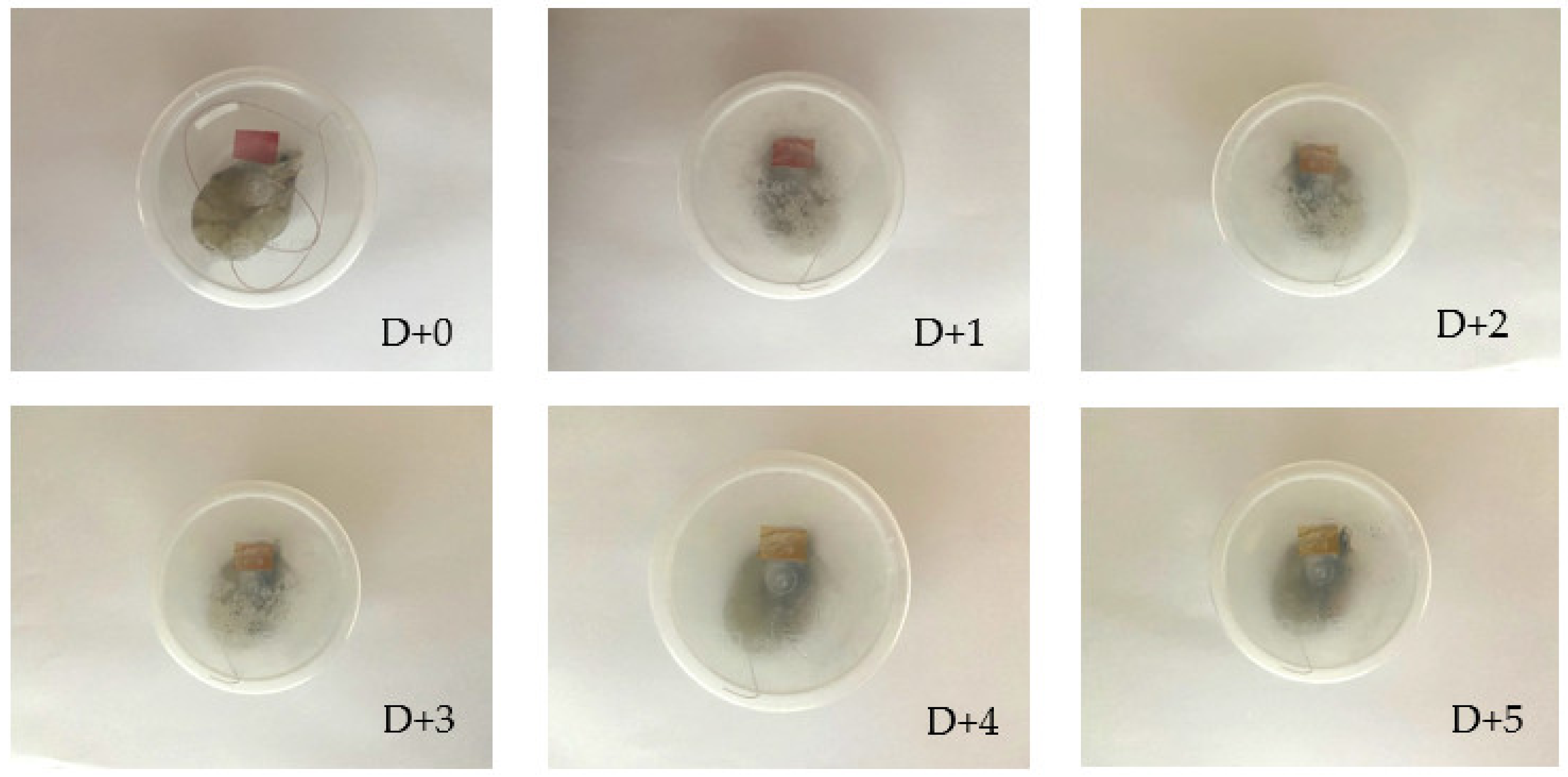 Polymers 14 04142 g009 Polymers 14 04142 g009