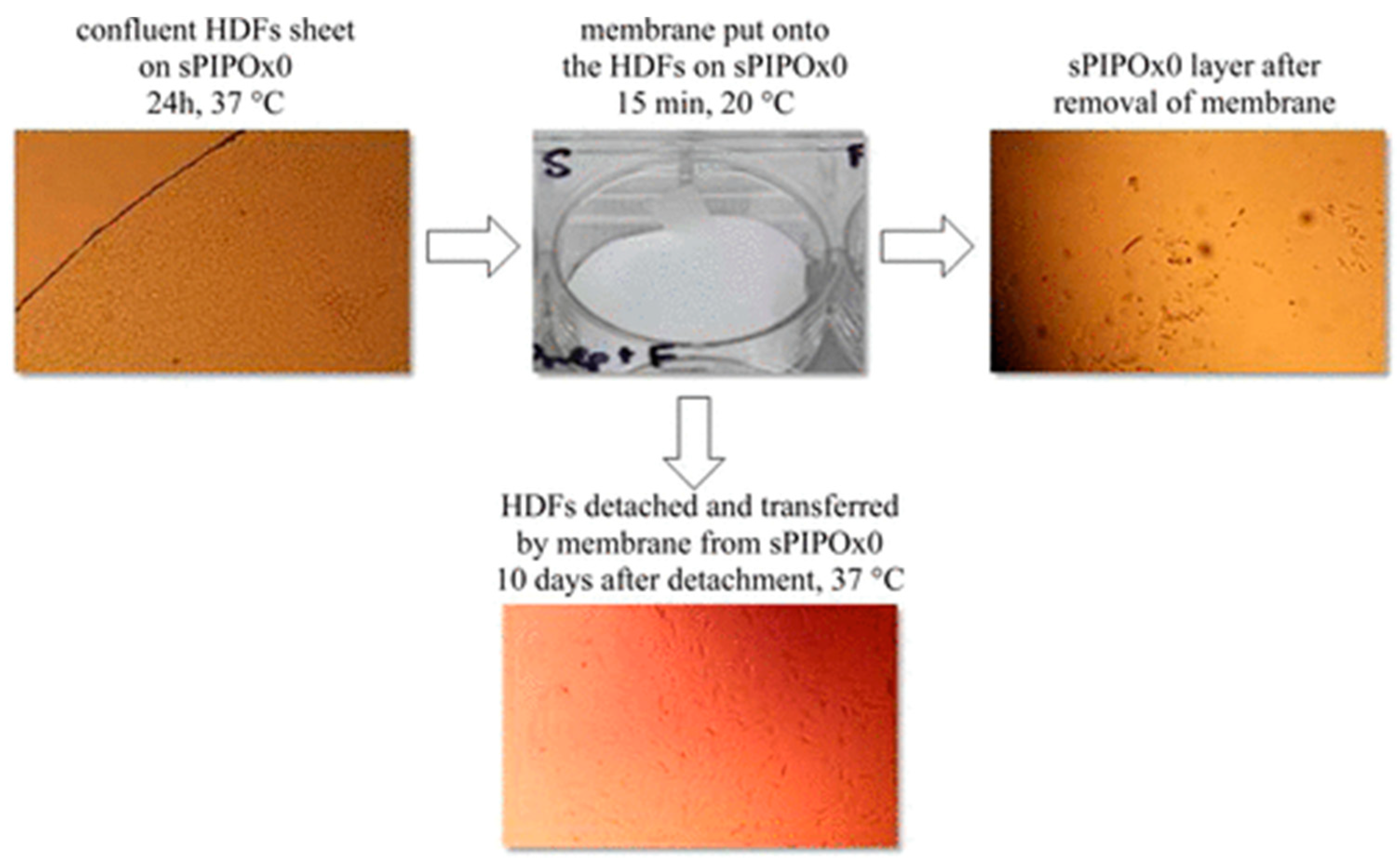 Polymers 14 04176 g016 Polymers 14 04176 g016