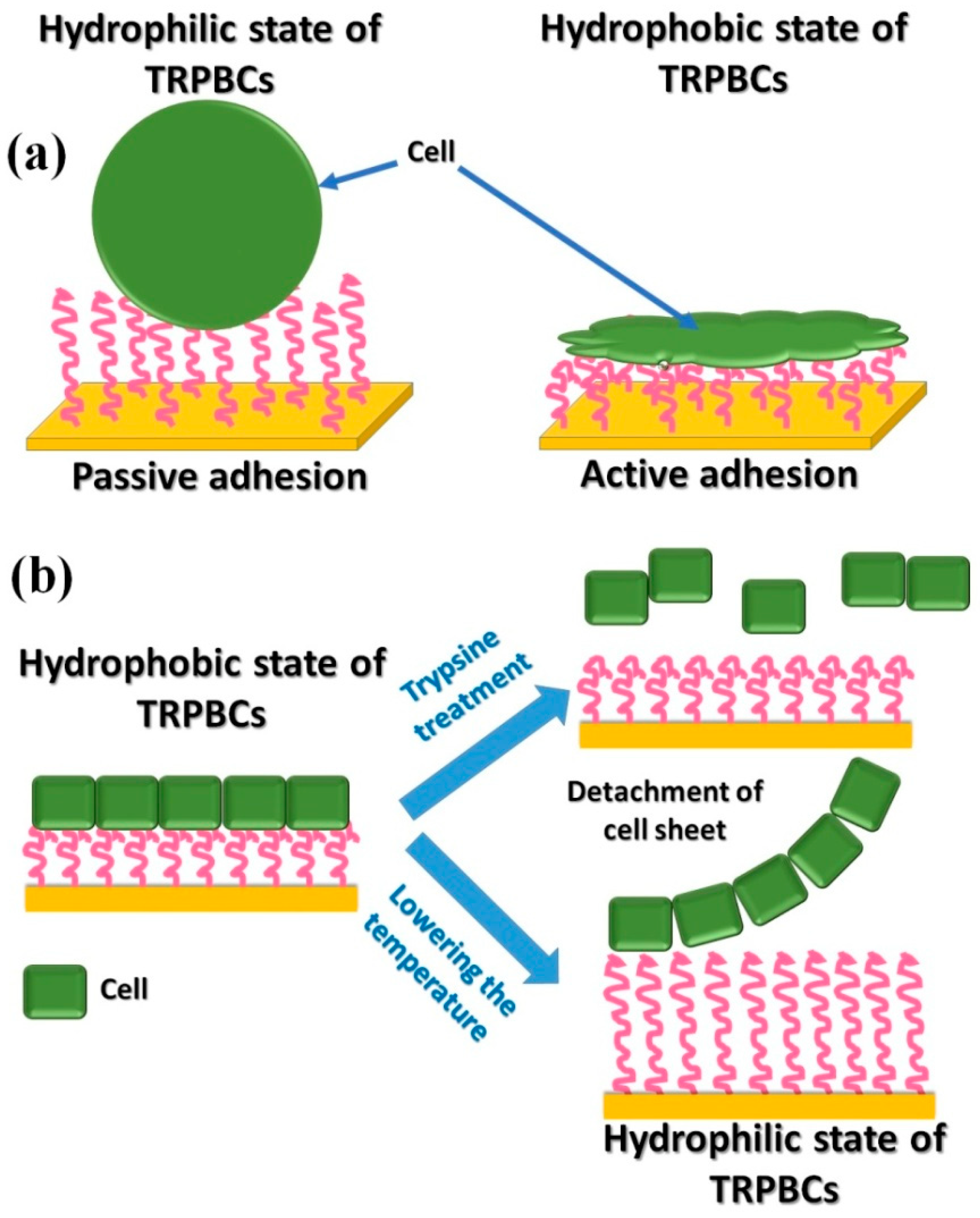 Polymers 14 04245 g011 Polymers 14 04245 g011