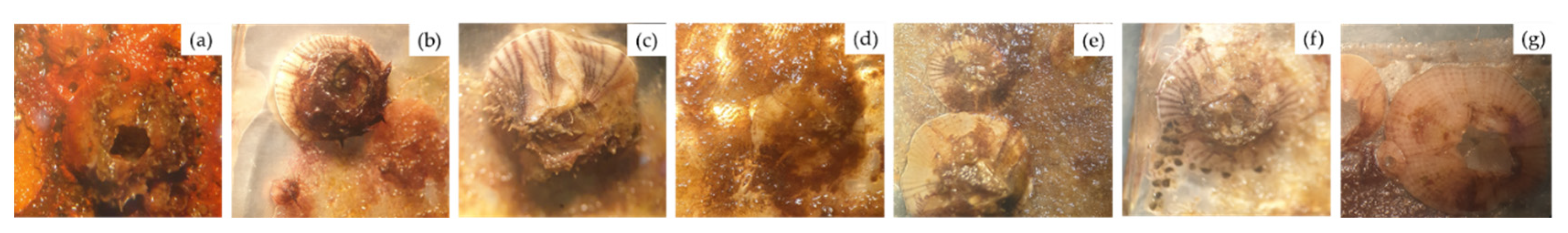 Polymers 14 04252 g003 Polymers 14 04252 g003
