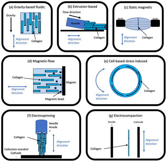 Collagen Alignment via Electro-Compaction for Biofabrication ...