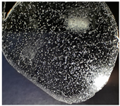 Polymers 14 04275 i001