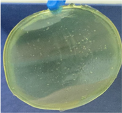 Polymers 14 04275 i009