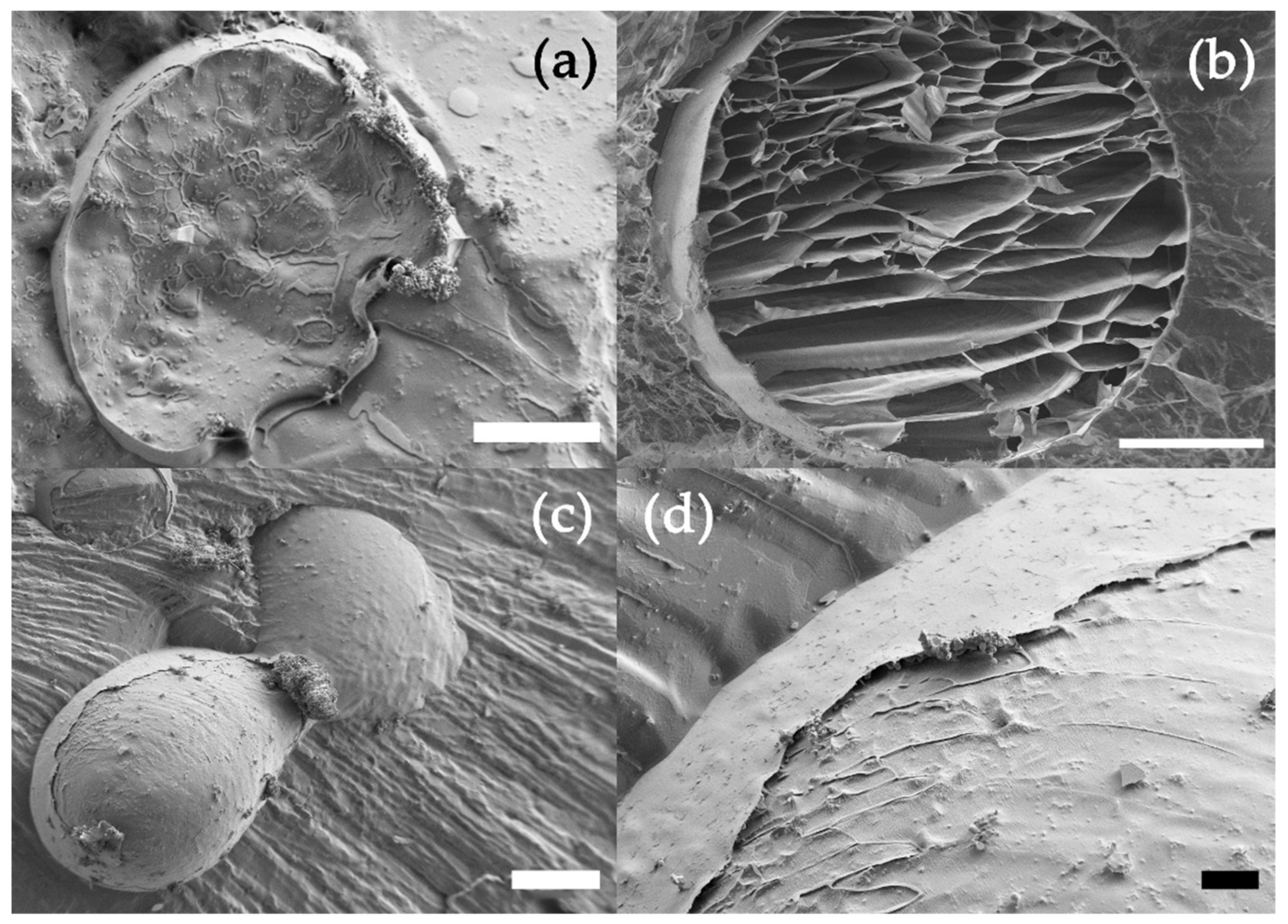 Polymers 14 04282 g004