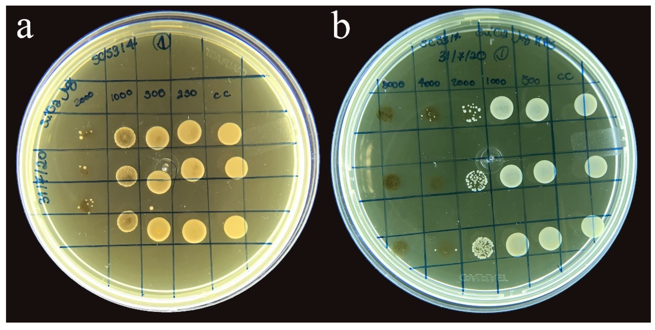 Polymers 14 04306 g005 Polymers 14 04306 g005