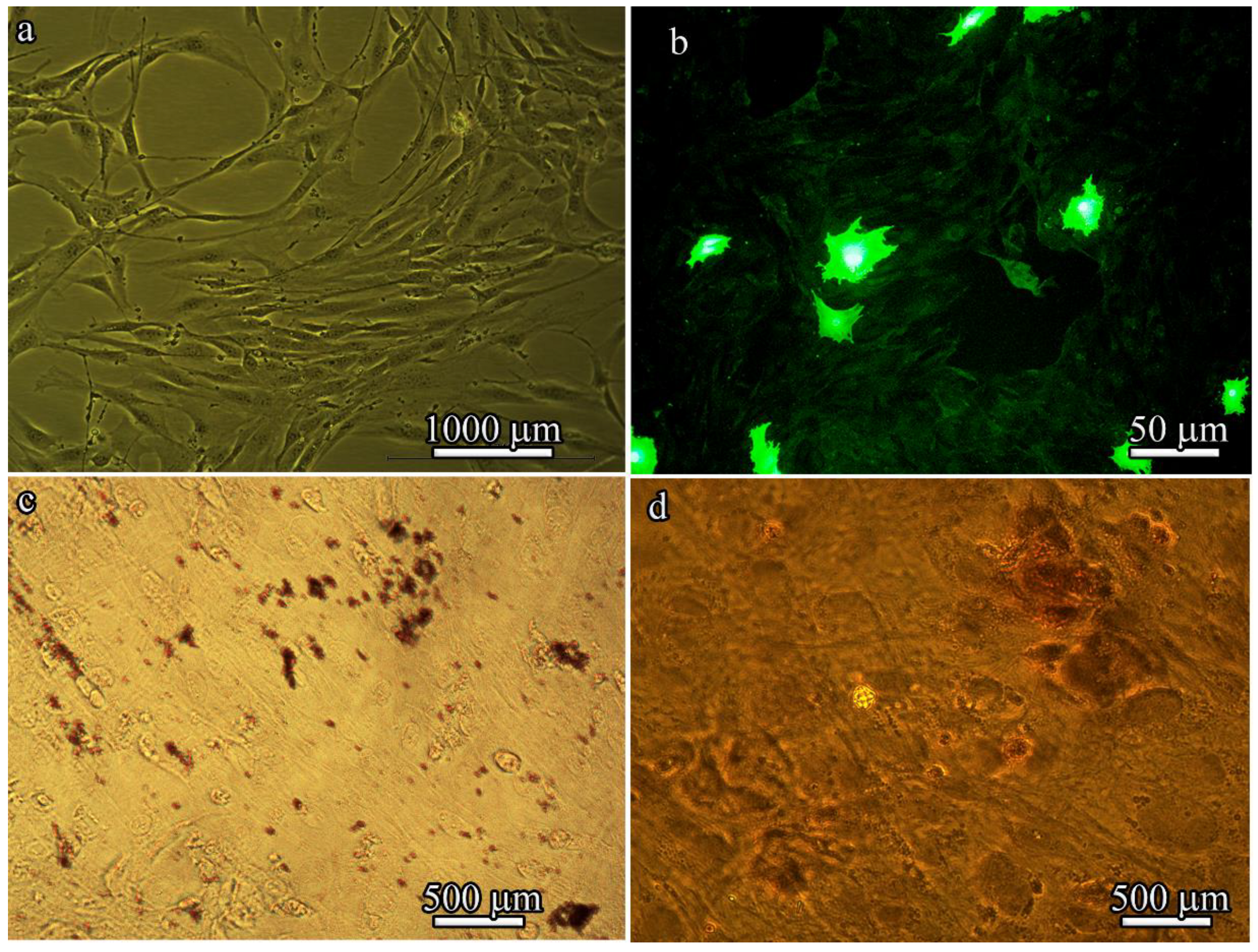 Polymers 14 04352 g005
