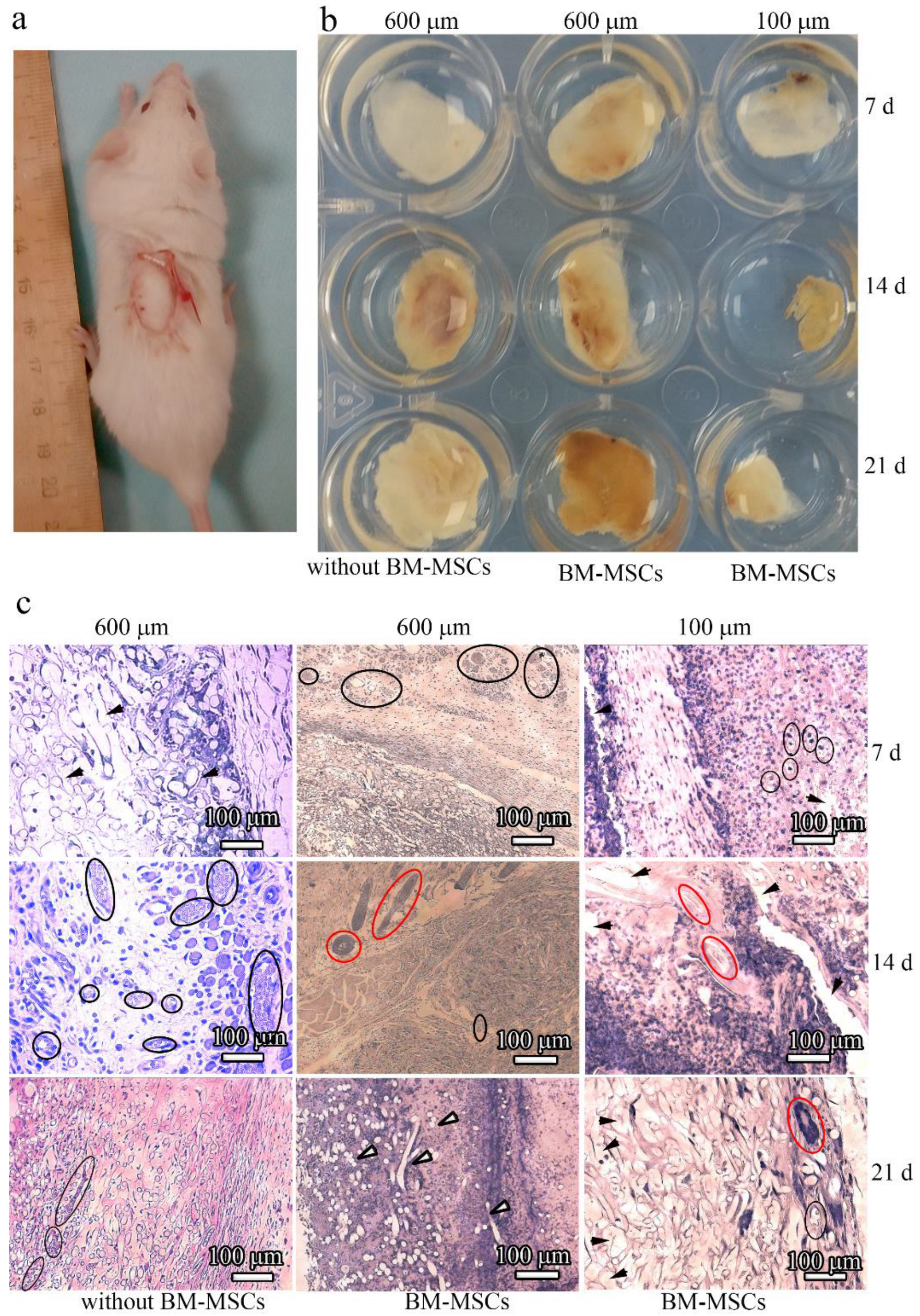 Polymers 14 04352 g009