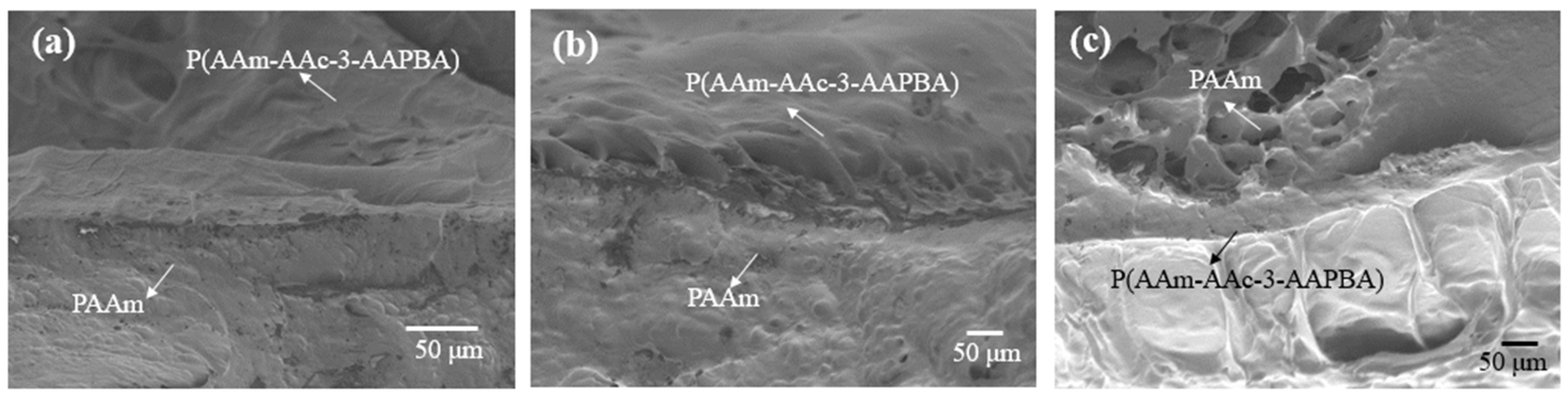 Polymers 14 04425 g002