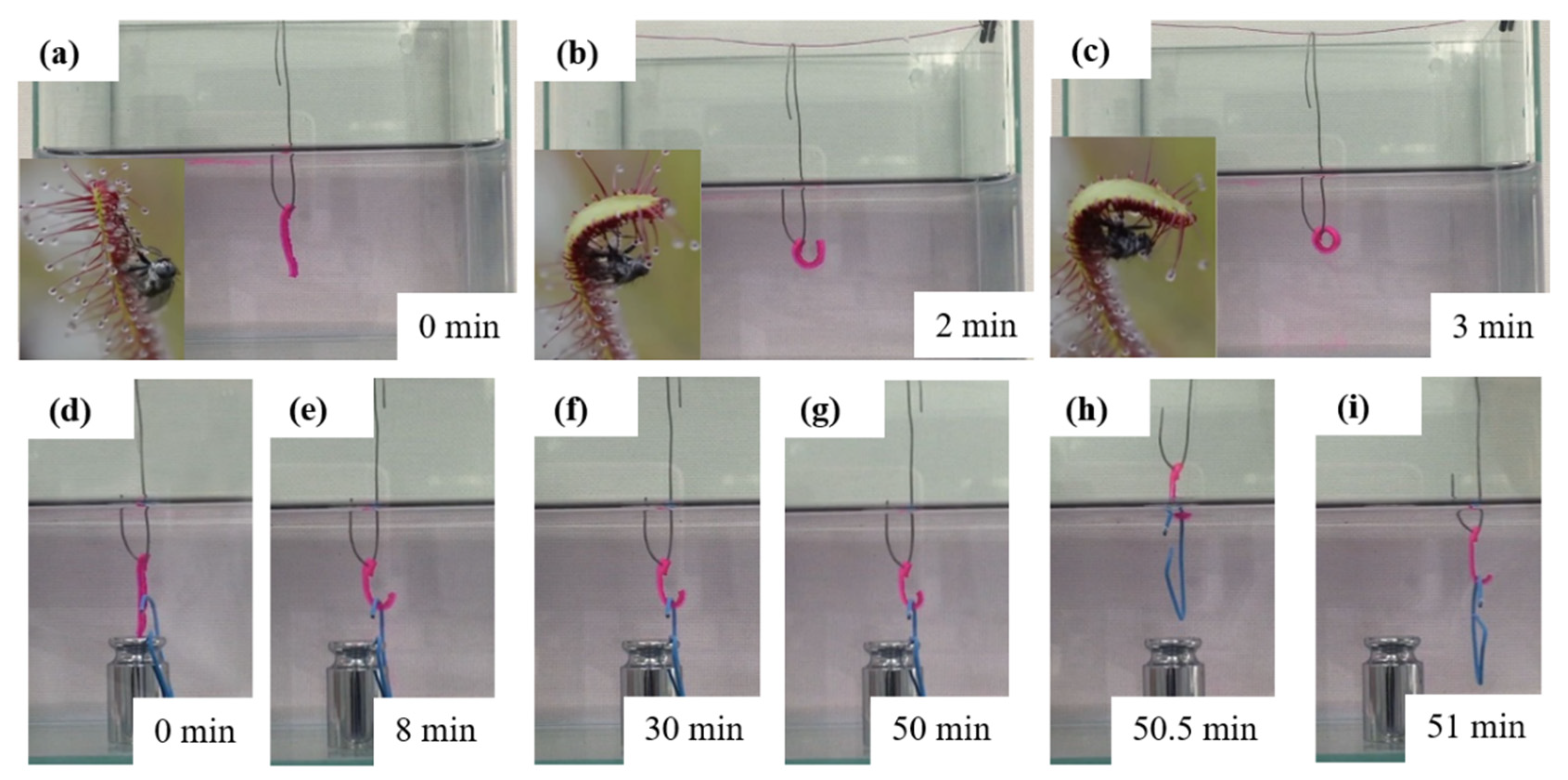 Polymers 14 04425 g009