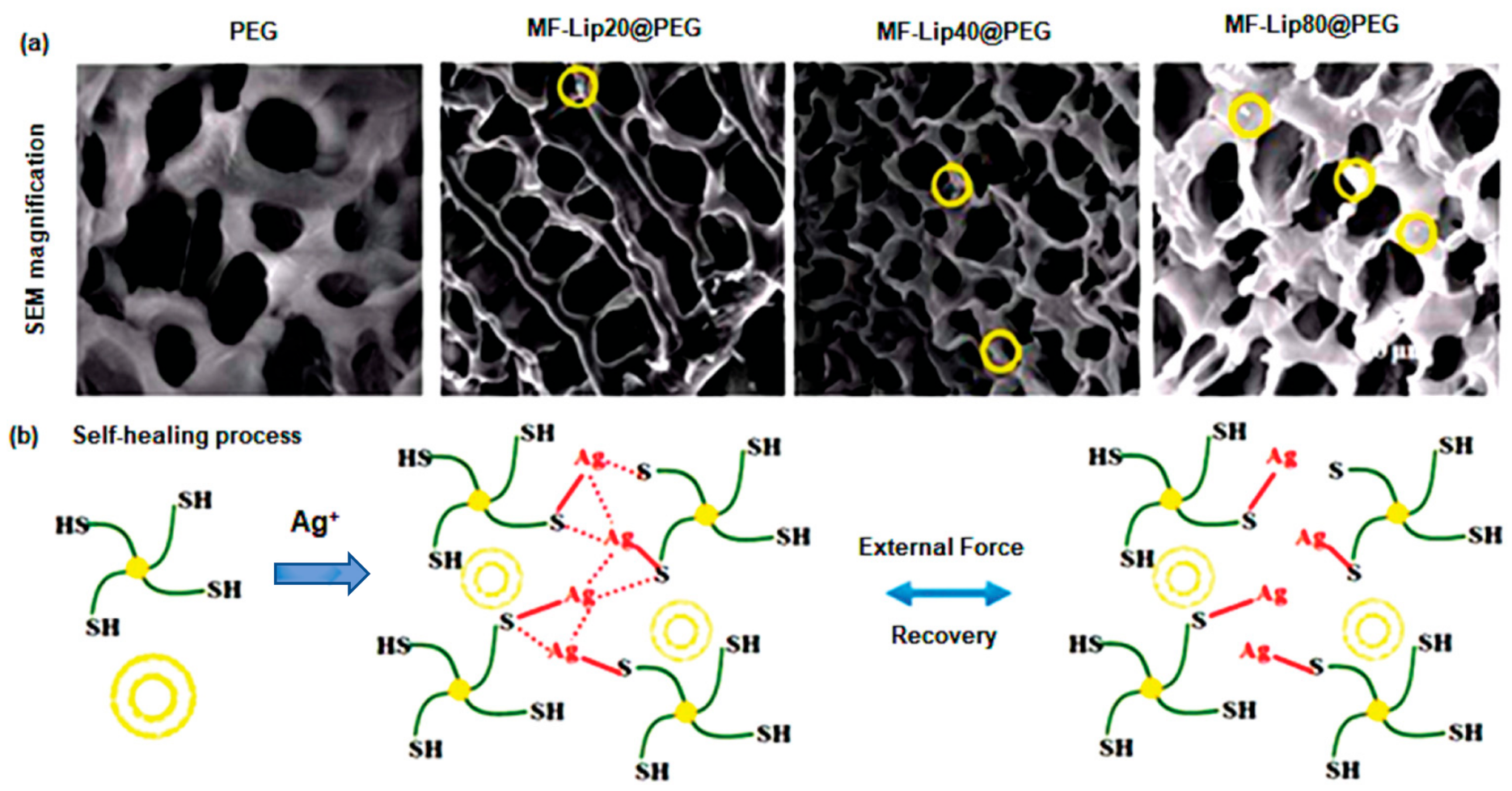 Polymers 14 04539 g007 Polymers 14 04539 g007