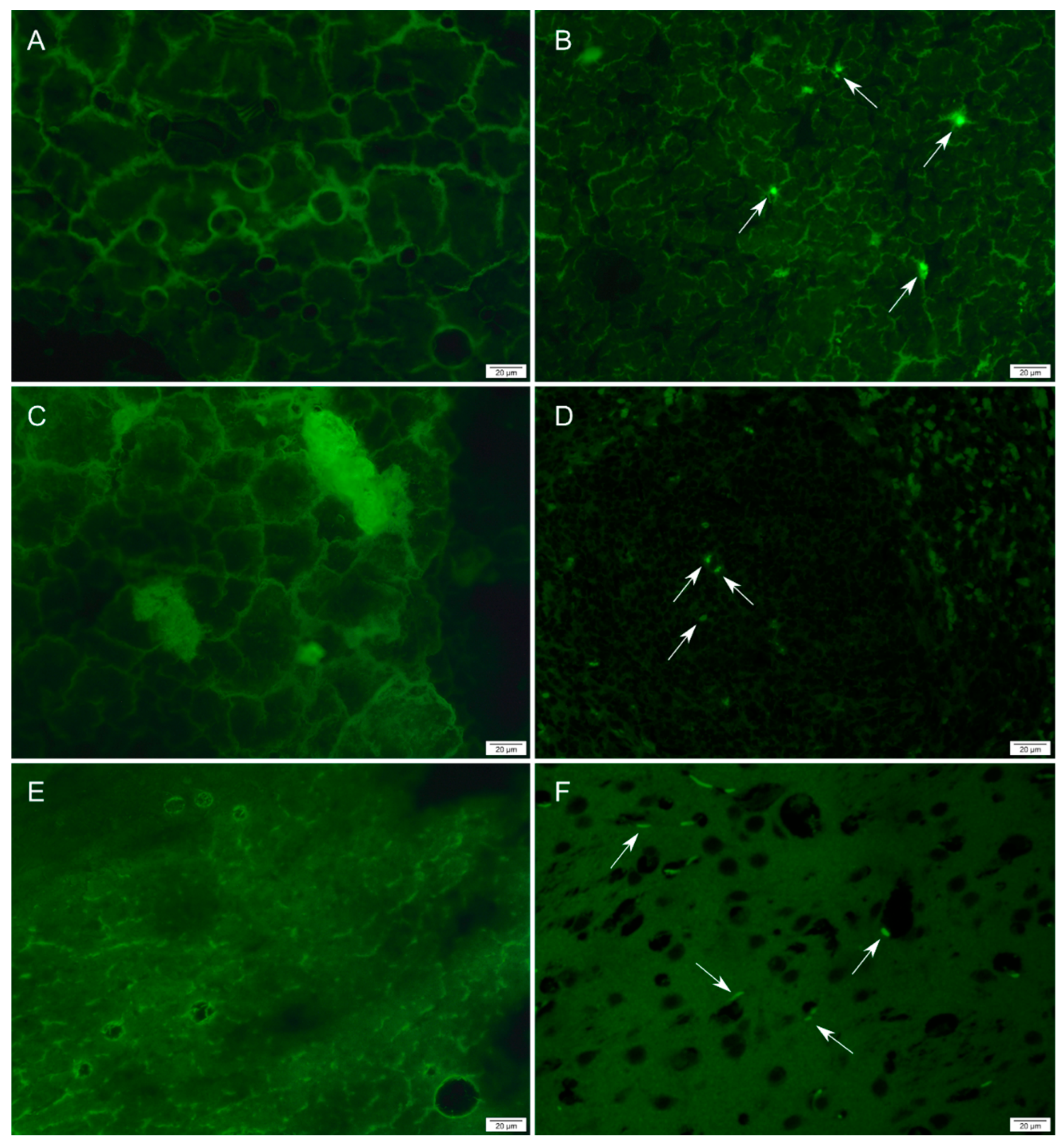 Polymers 14 04582 g002 Polymers 14 04582 g002