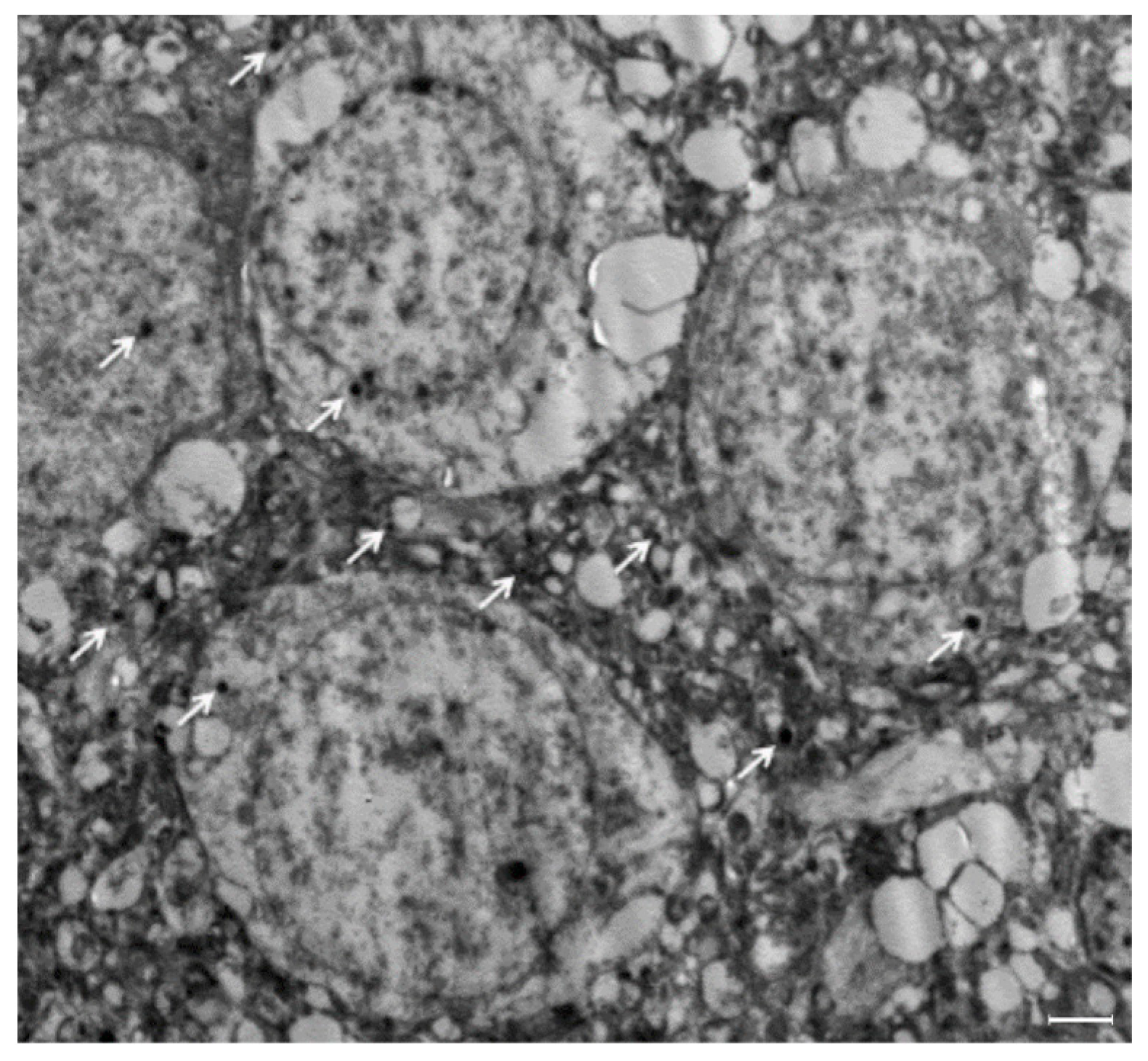 Polymers 14 04582 g003 Polymers 14 04582 g003