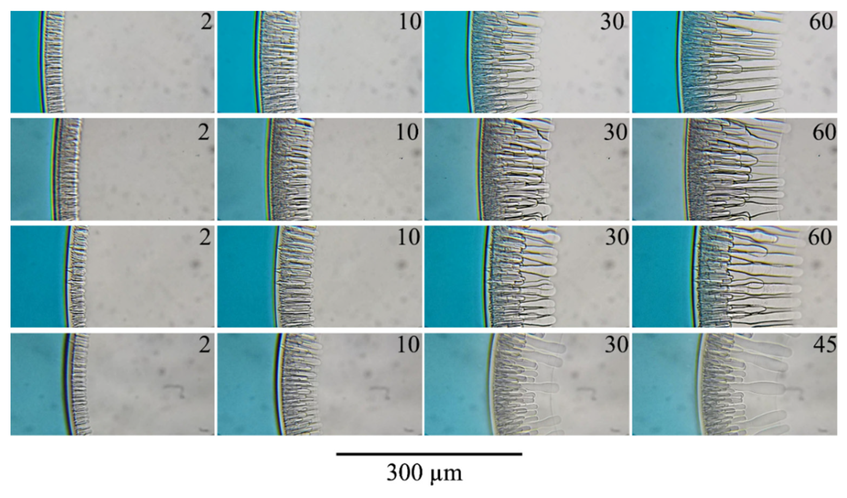 Polymers 14 04603 g009