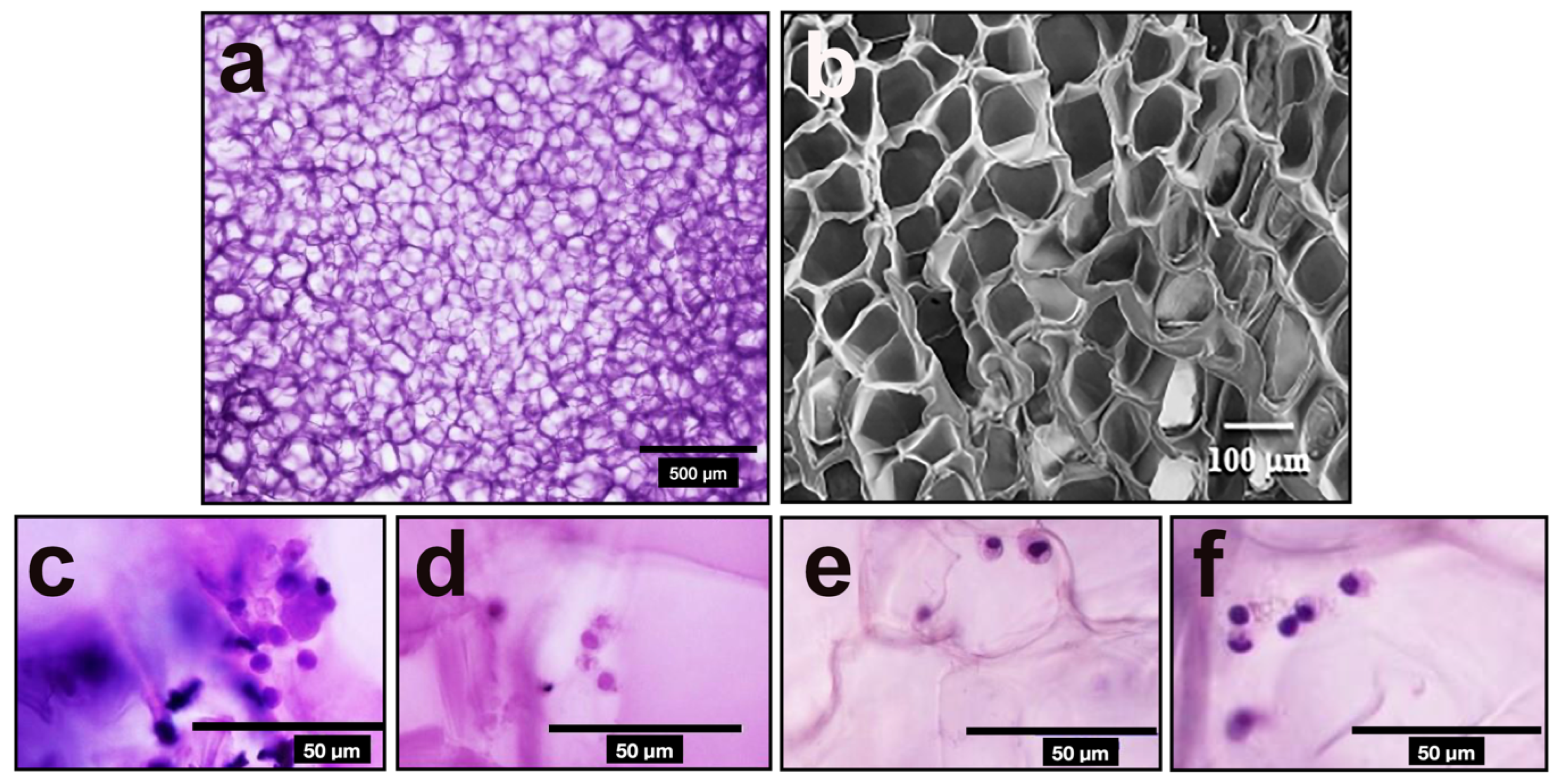 Polymers 14 04608 g002