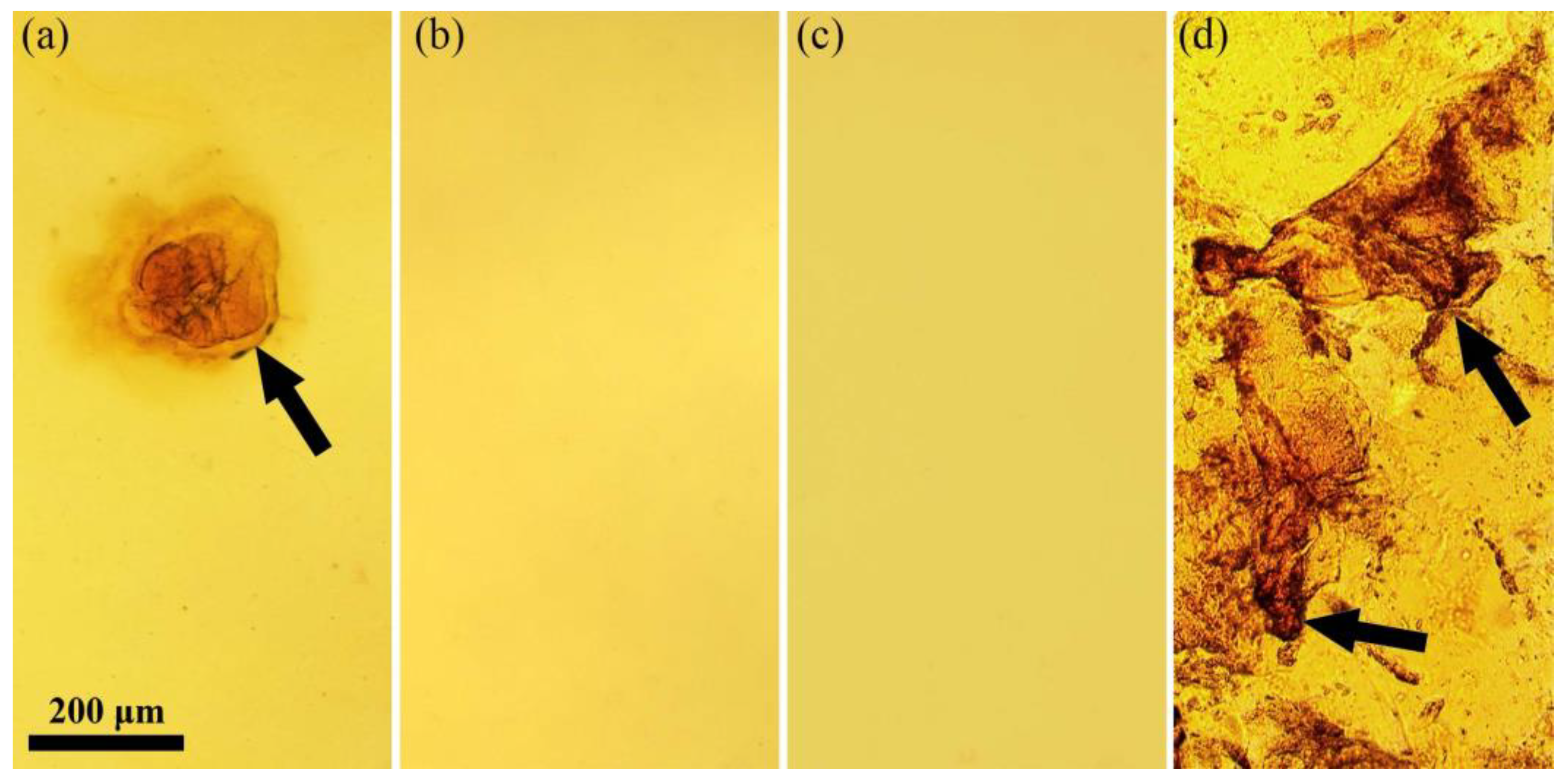 Polymers 14 04648 g002 Polymers 14 04648 g002