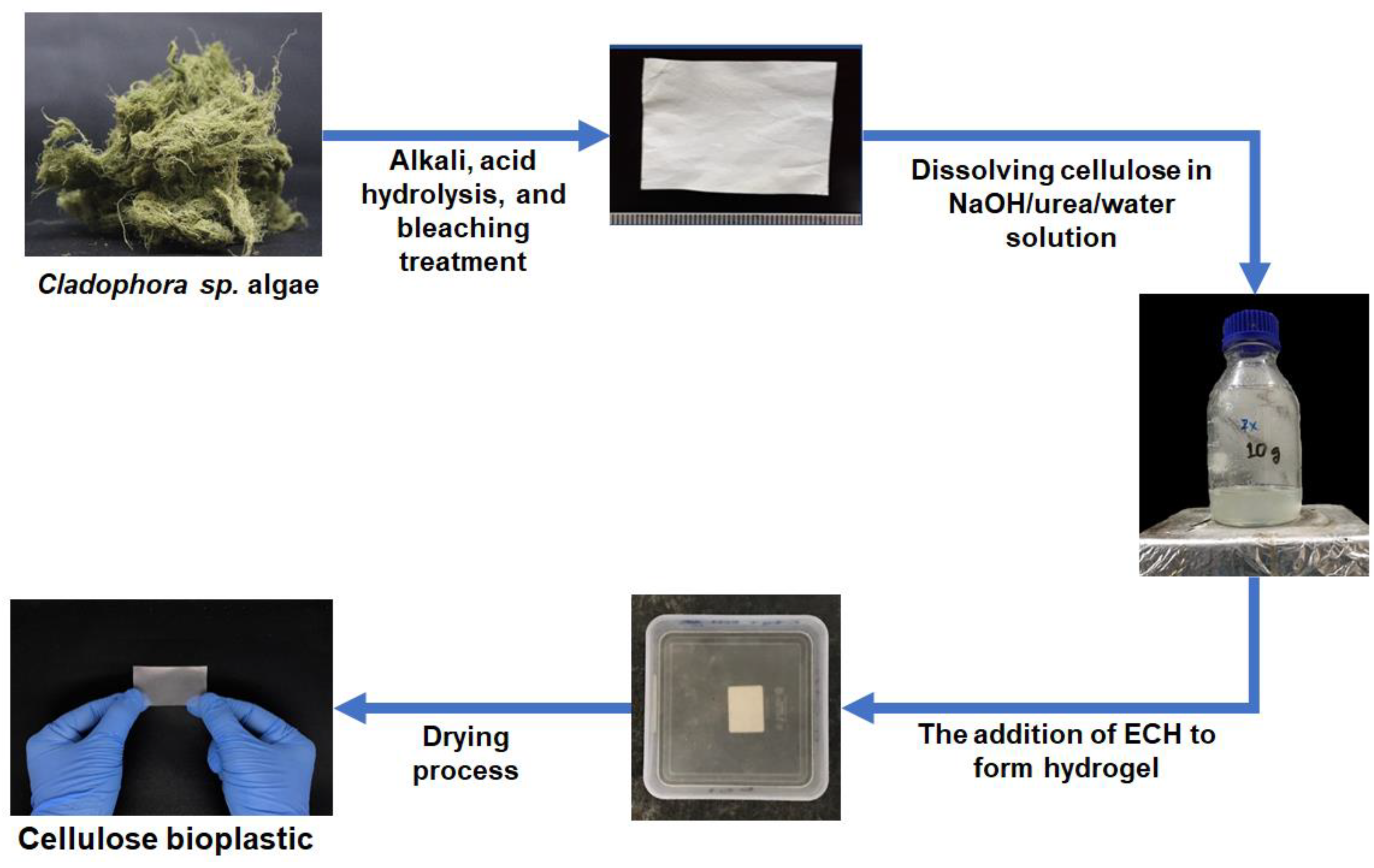 Facile Preparation of Cellulose Bioplastic from Cladophora sp. Algae