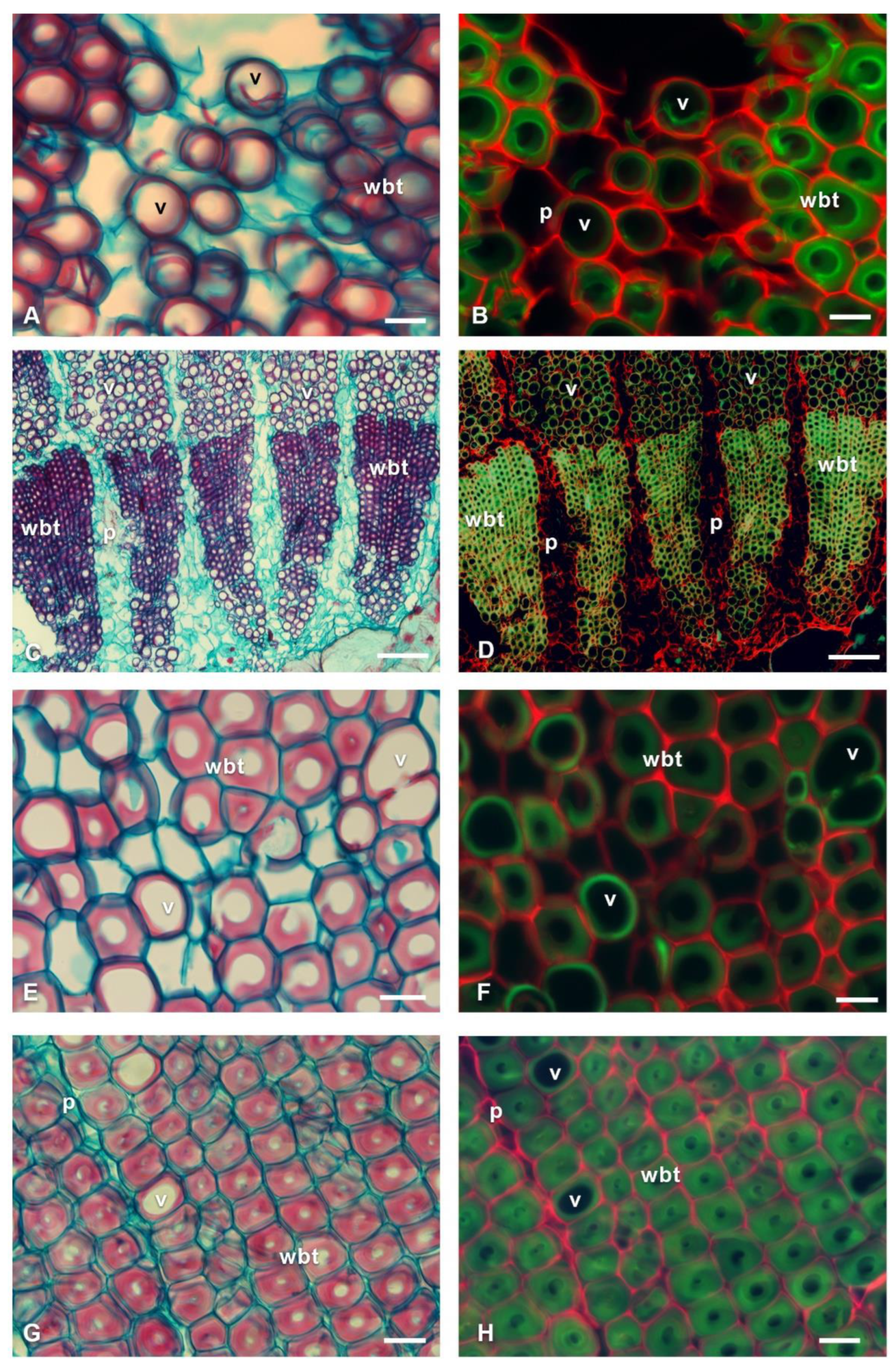 Polymers 14 04840 g005 Polymers 14 04840 g005
