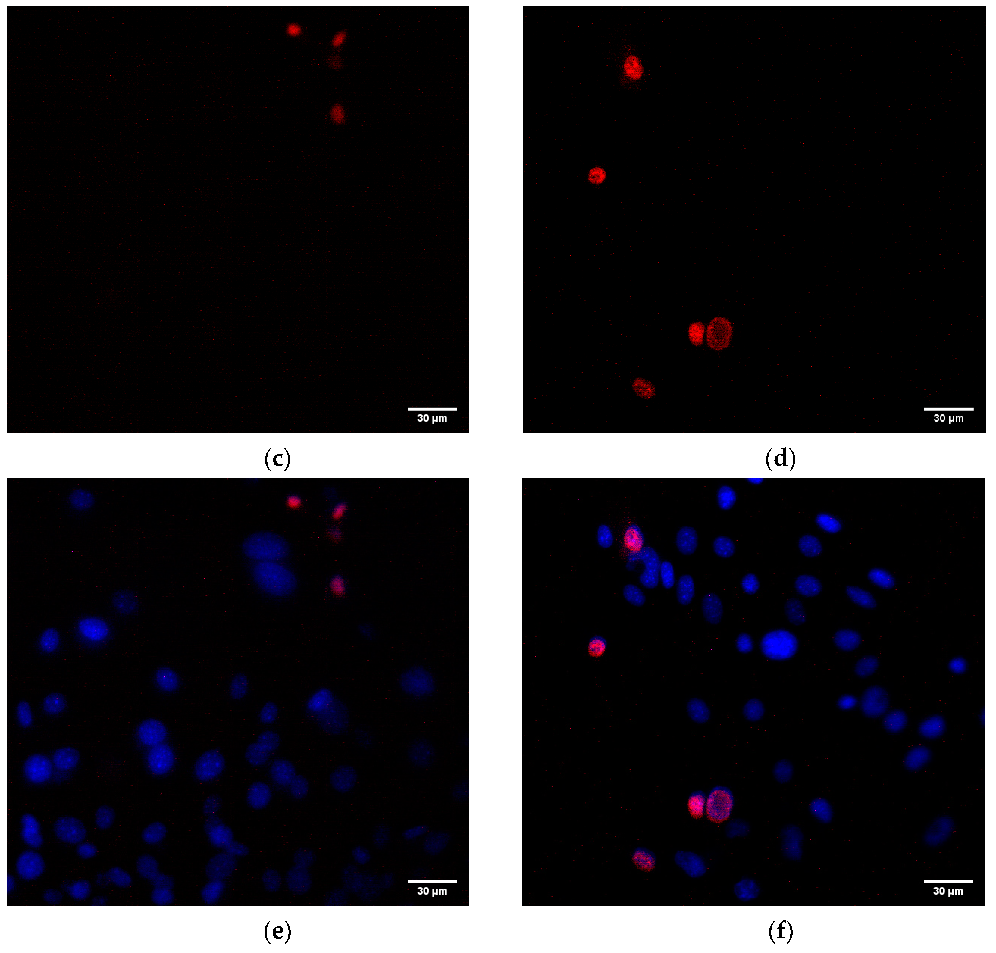 Polymers 14 04880 g007b