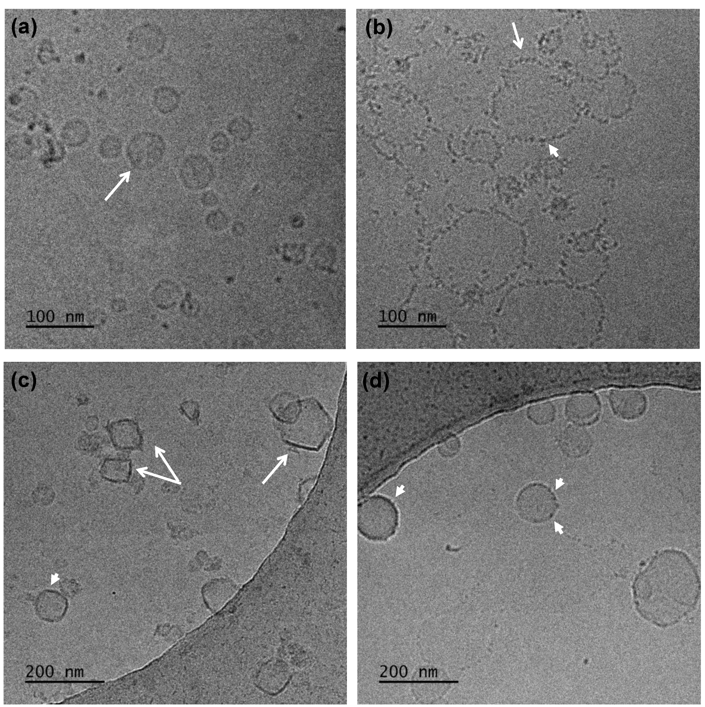 Polymers 14 04901 g008