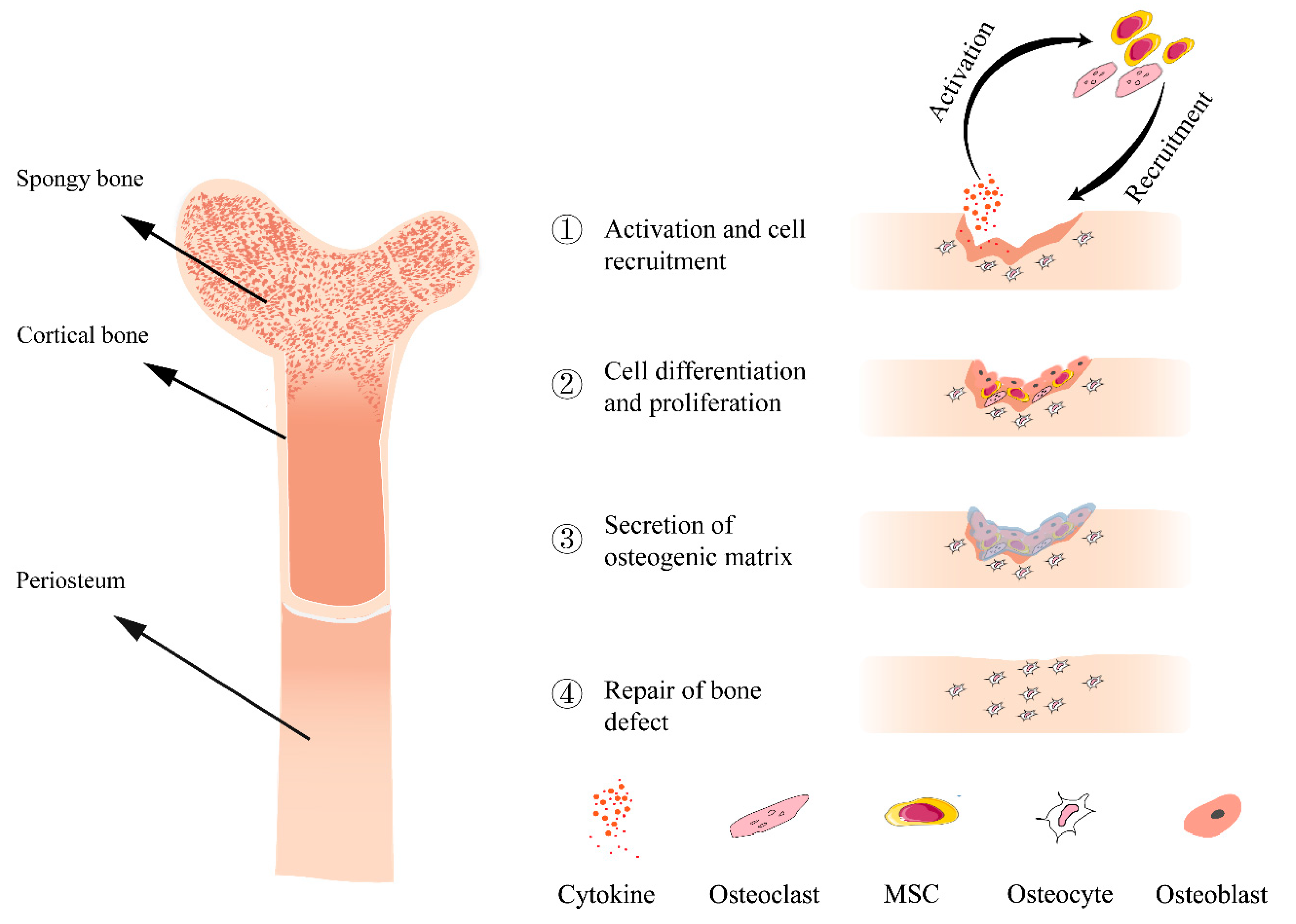 Polymers | Free Full-Text | Application of Hydrogels as Sustained-Release  Drug Carriers in Bone Defect Repair