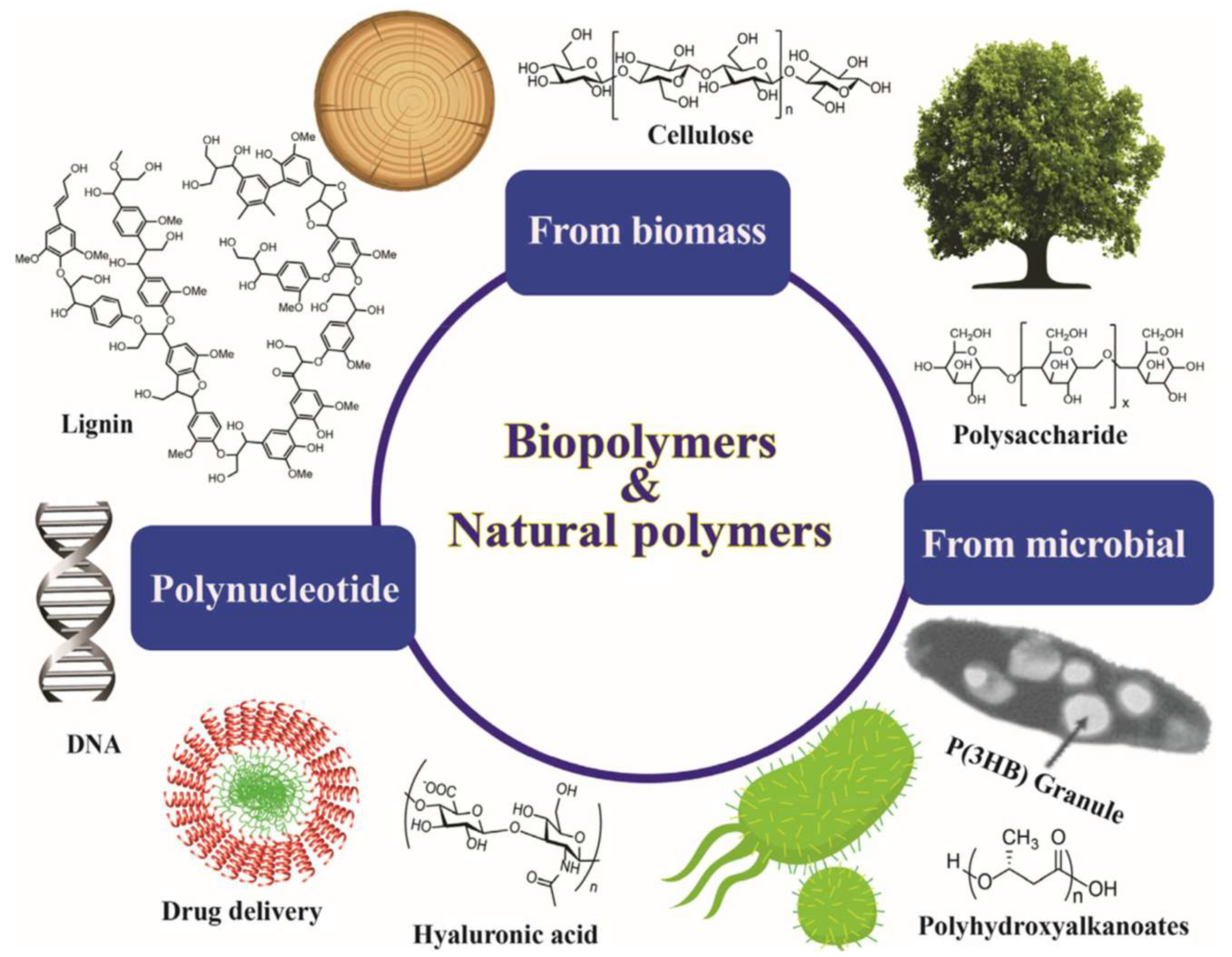Biopolymers Are Made Of Green Materials That Are Generated By Recent Advances in Biodegradable Polymers and Their Biological