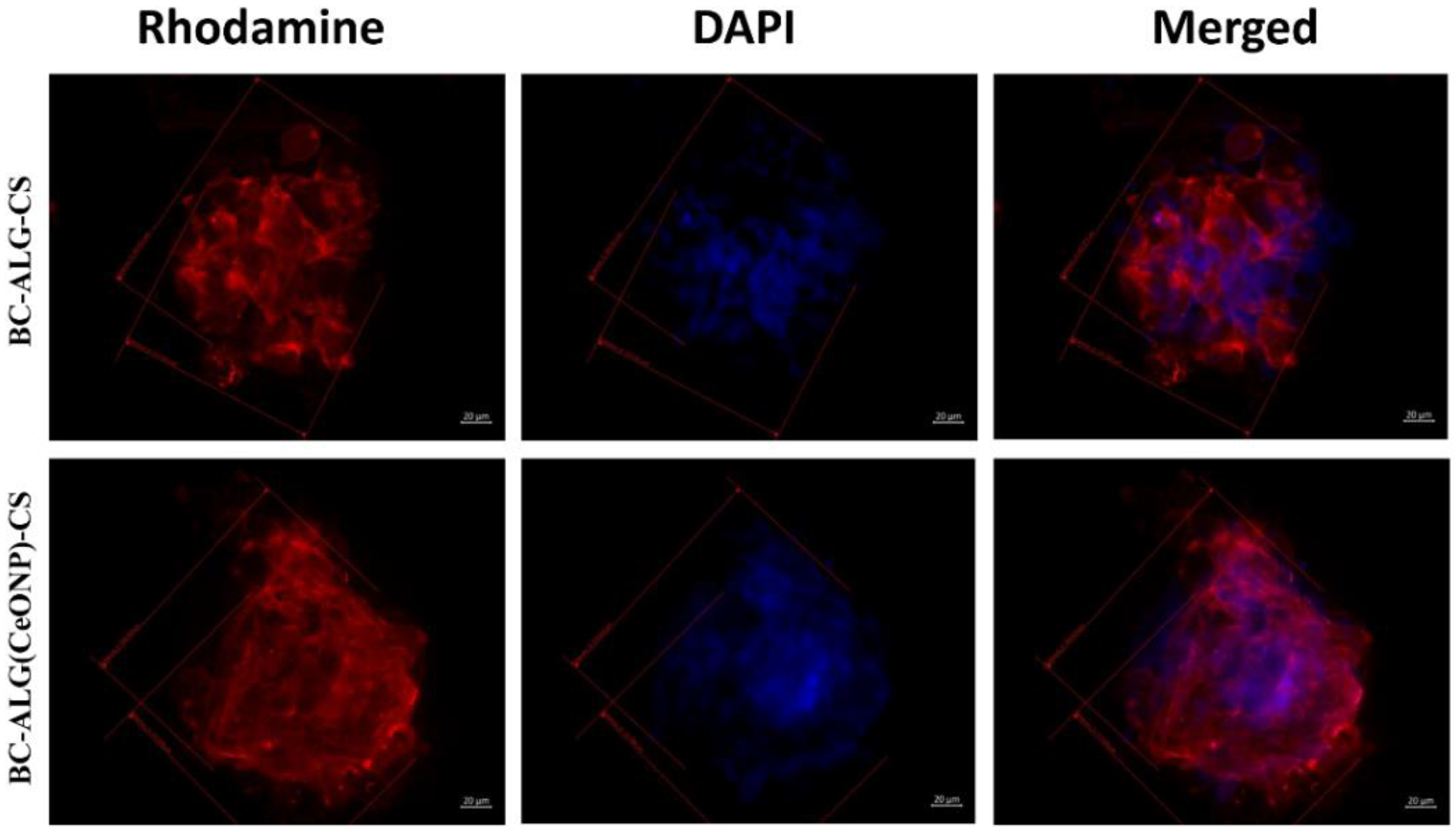Polymers 14 05001 g011